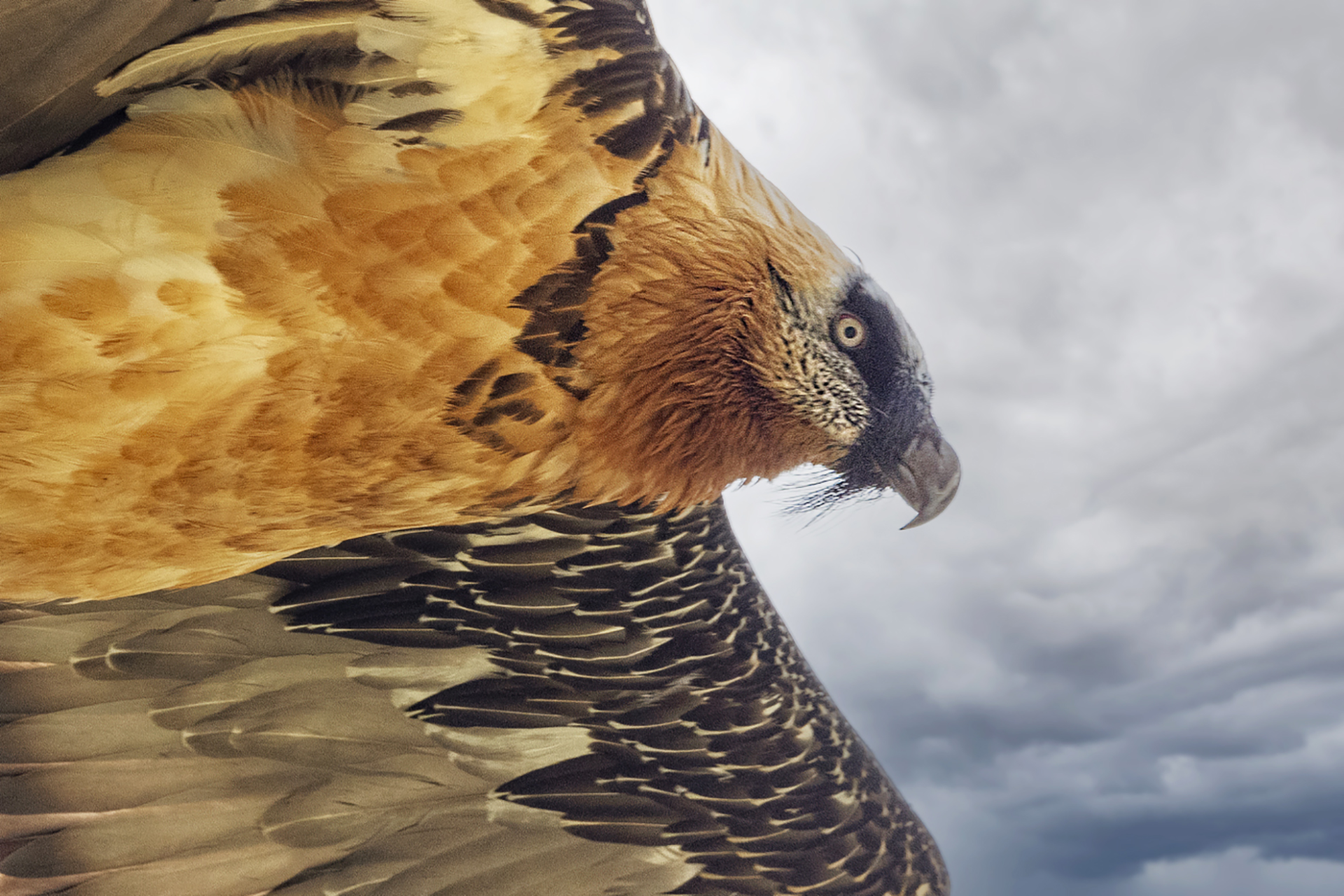 Bearded vulture