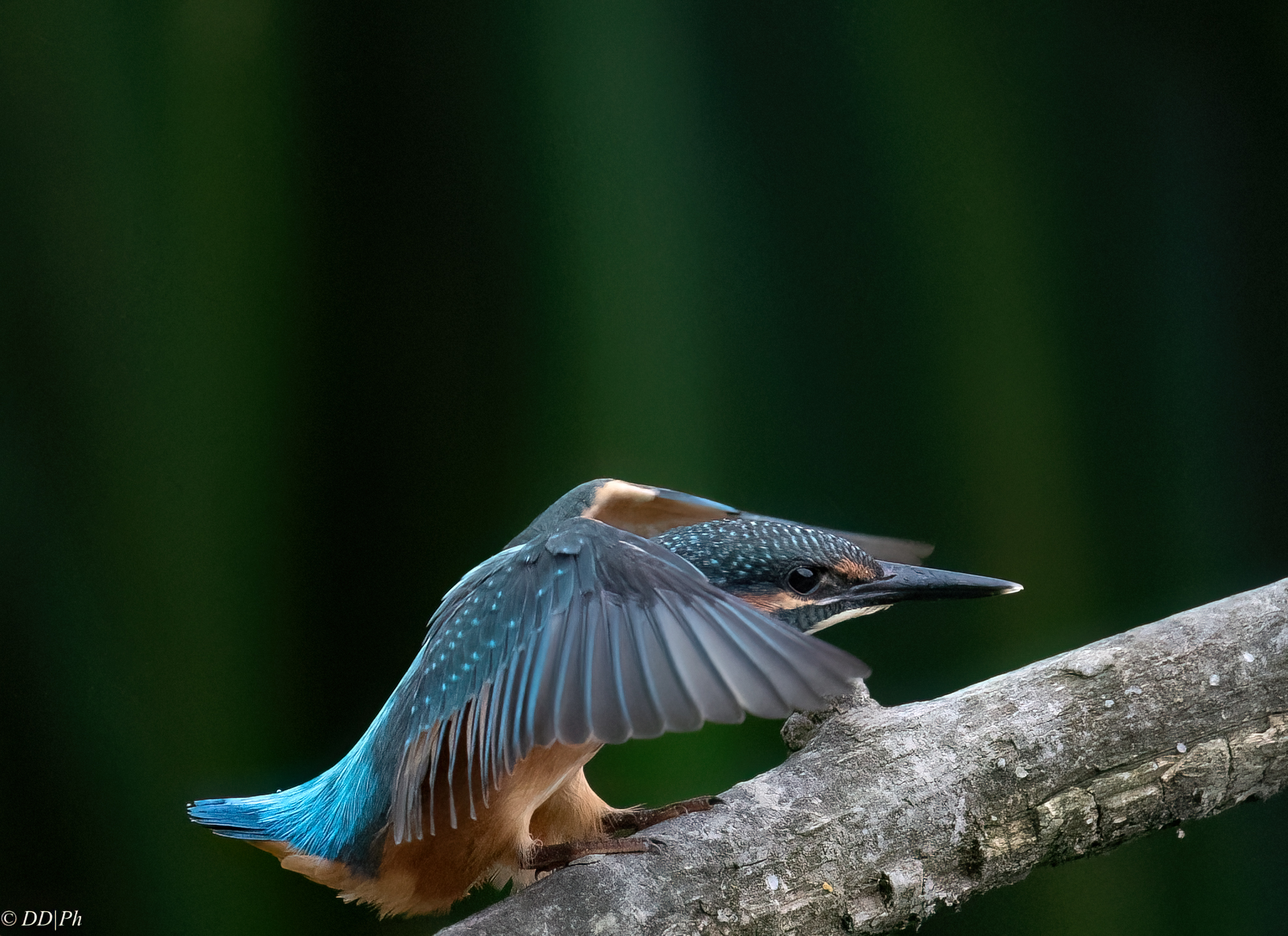 Kingfisher