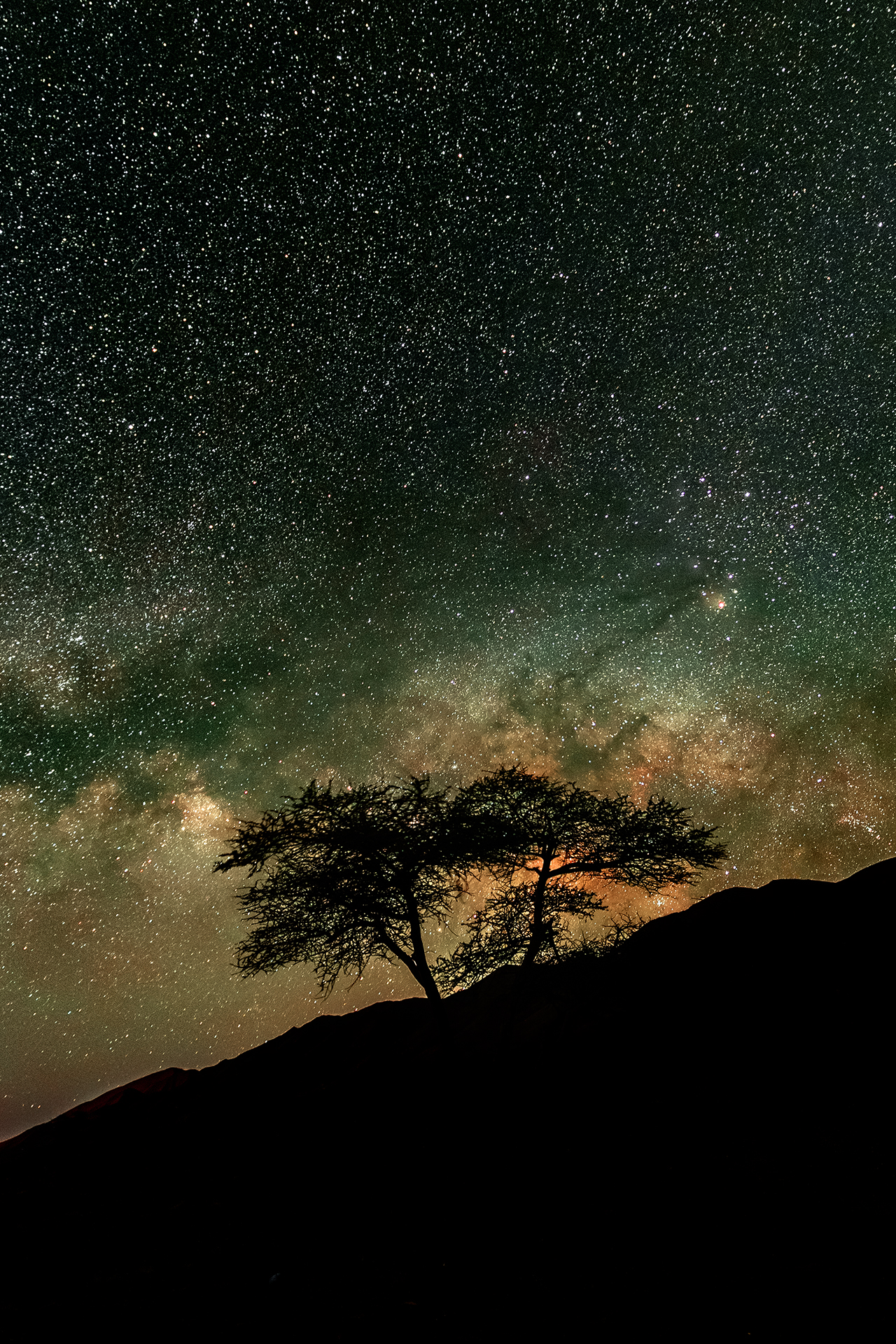African acacia at night