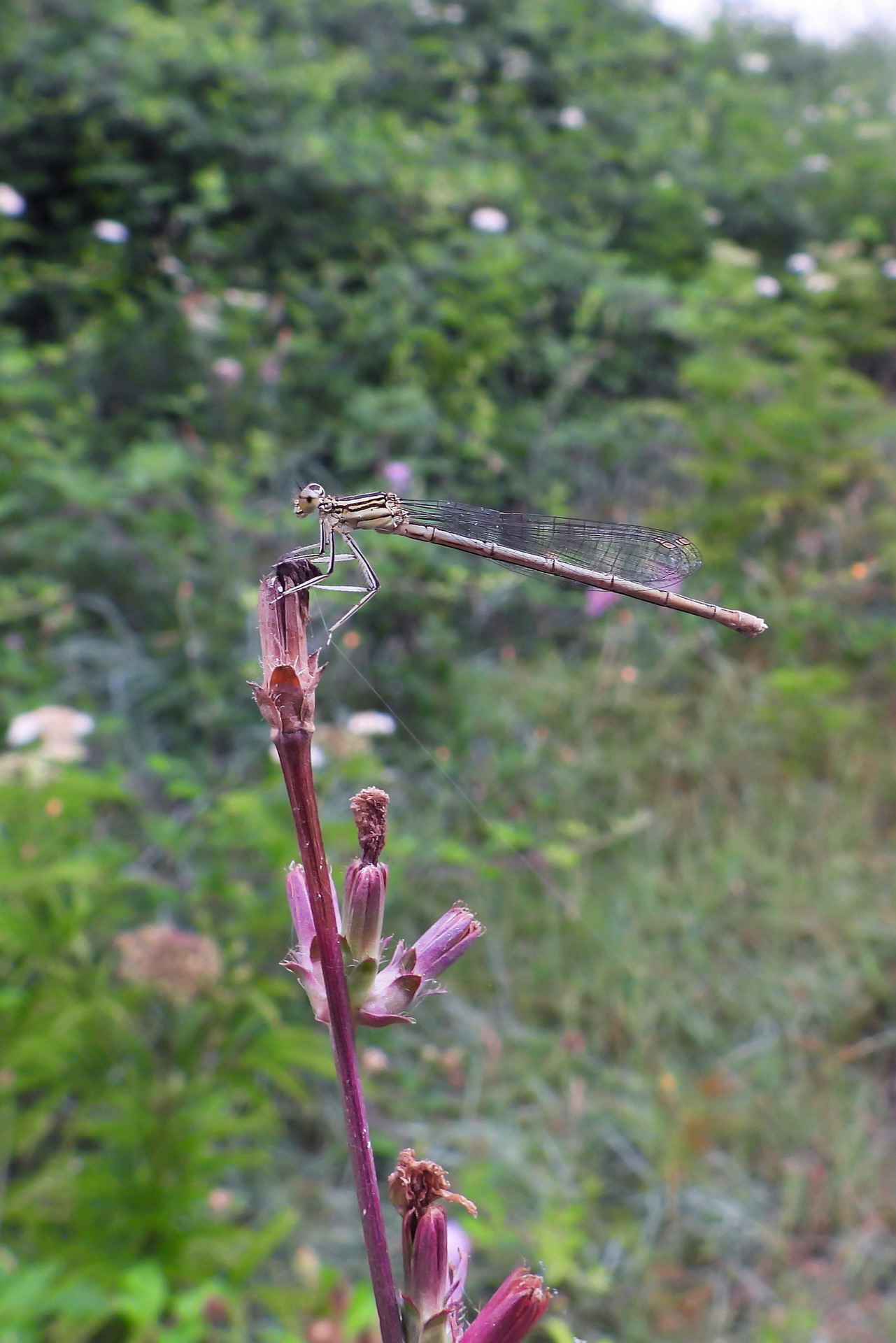 Wide-angle close-up with Coolpix P1000 (1)