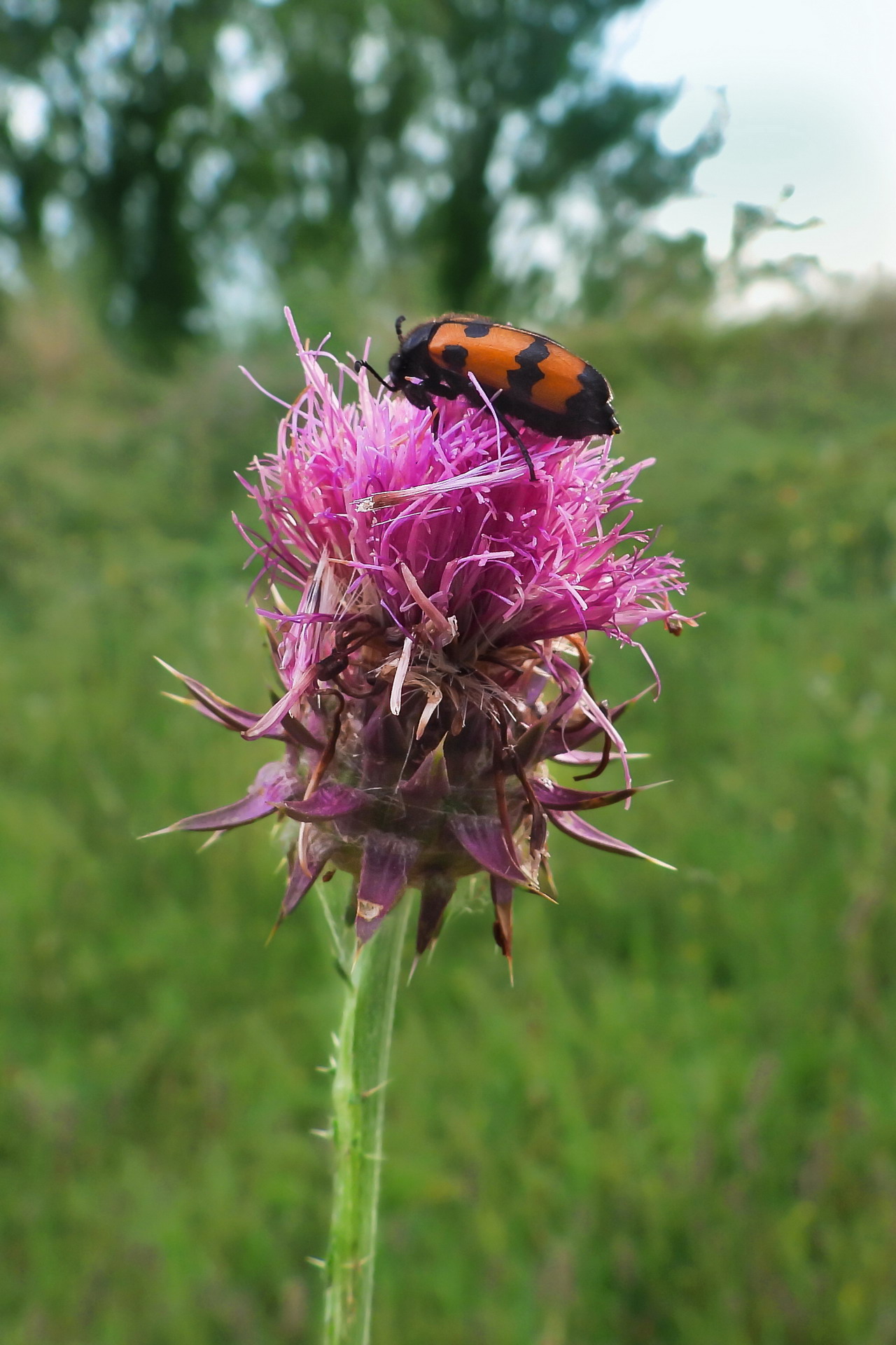 Wide-angle close-up with Coolpix P1000 (2)