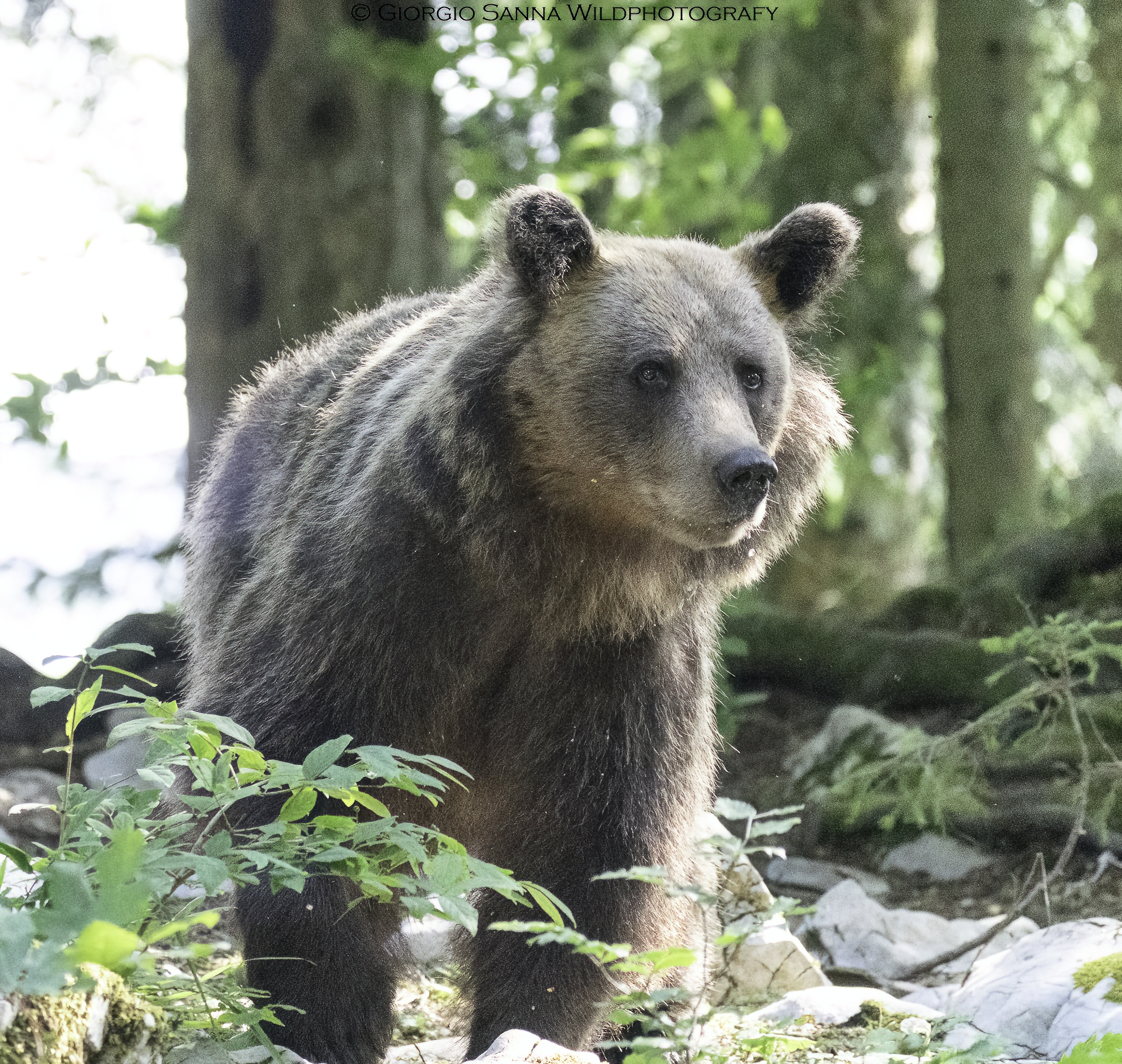 Brown bear Ursus arctos