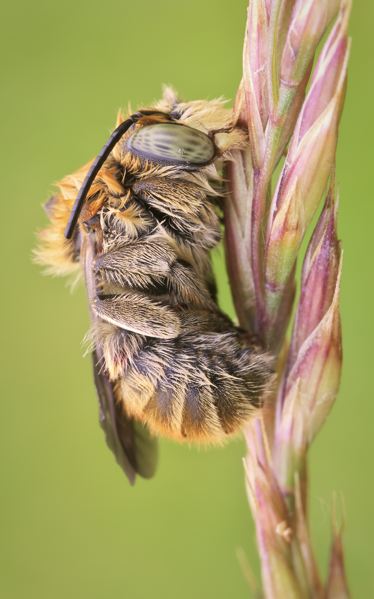 Apidae