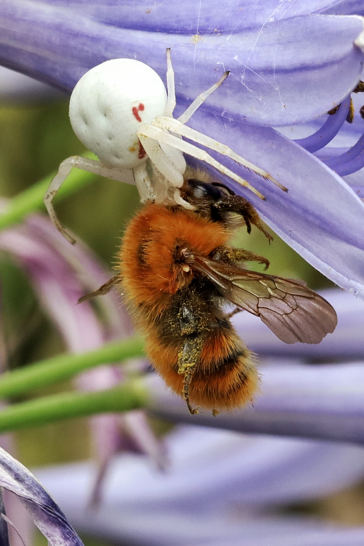 Misumena vatia _ predation