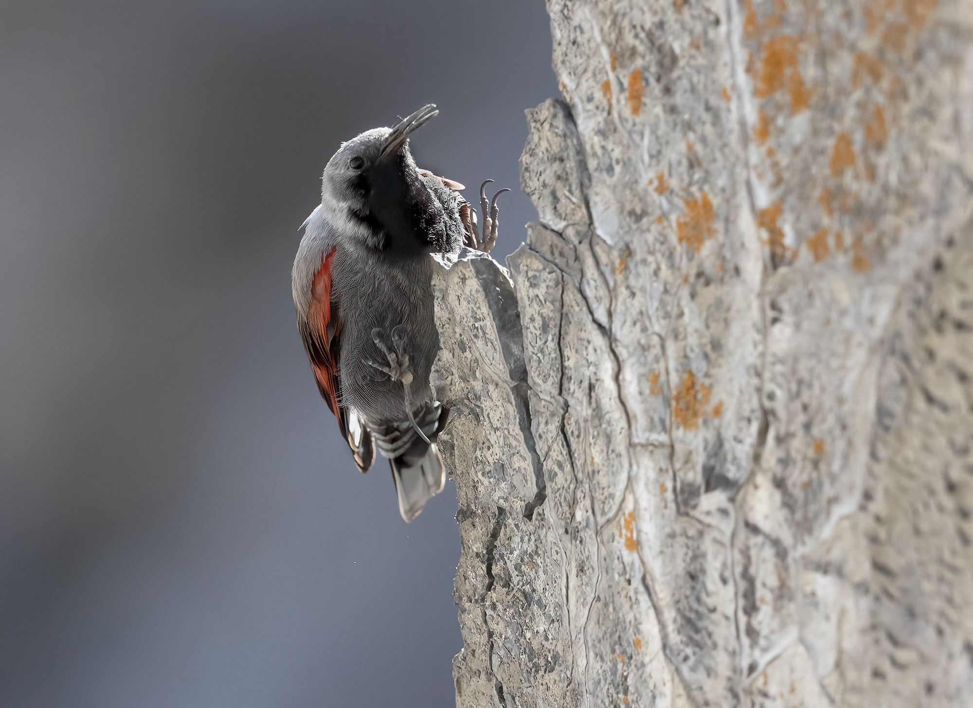 picchio muraiolo atterraggio