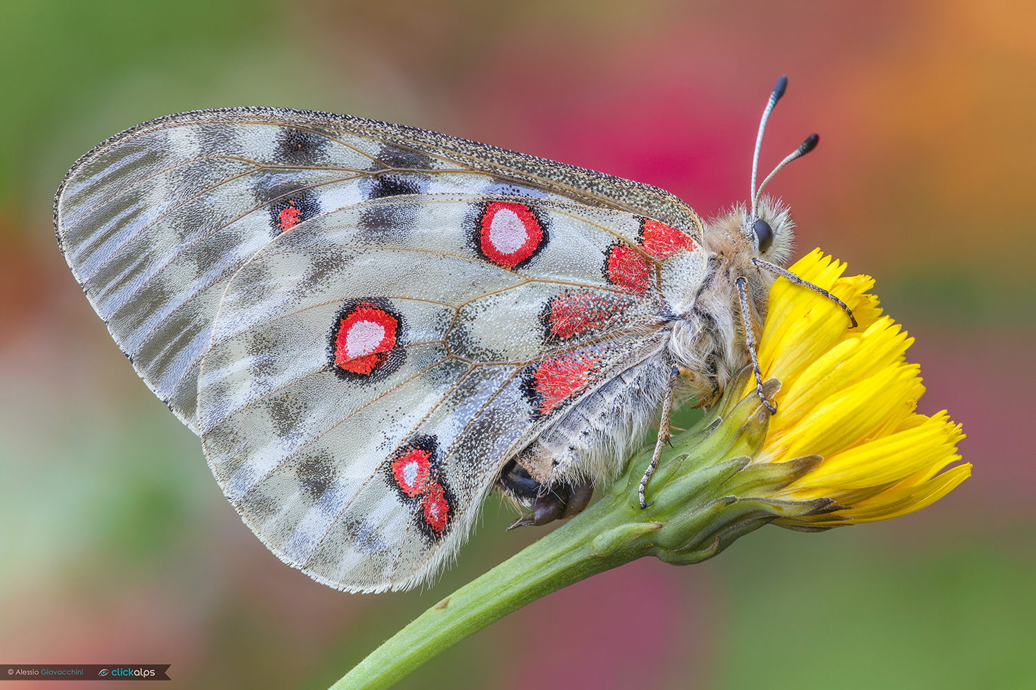 Parnassius apollo