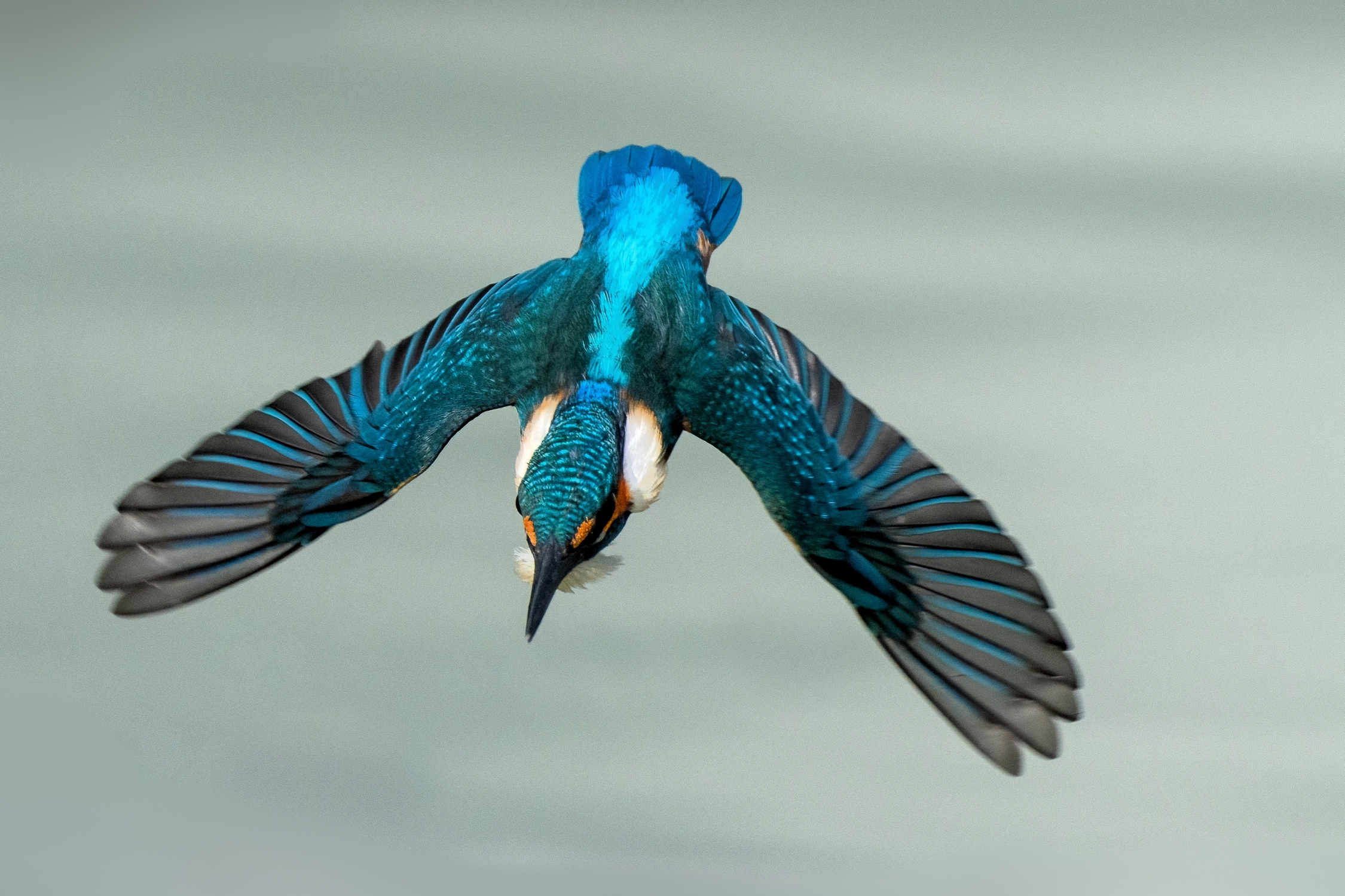 Diving kingfisher