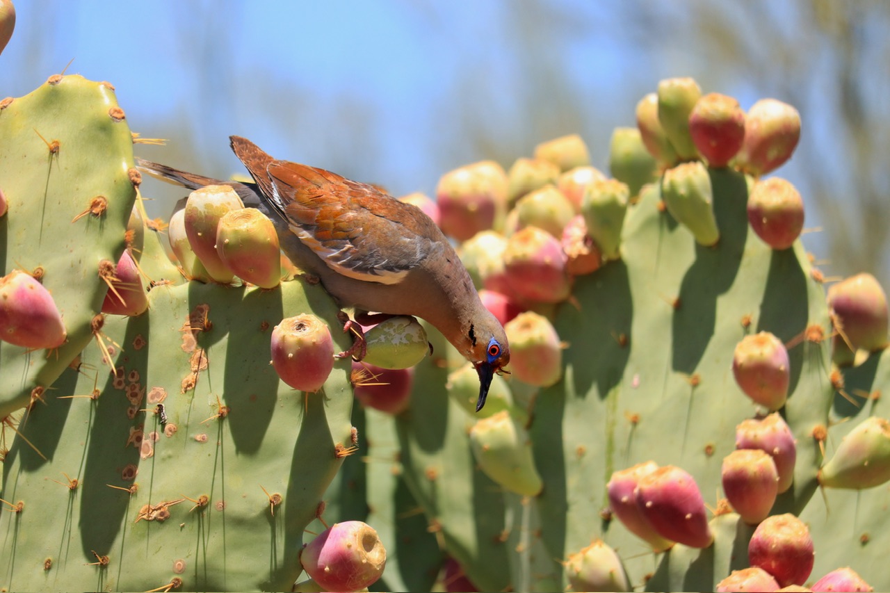 Zenaida tra I fichi d'India