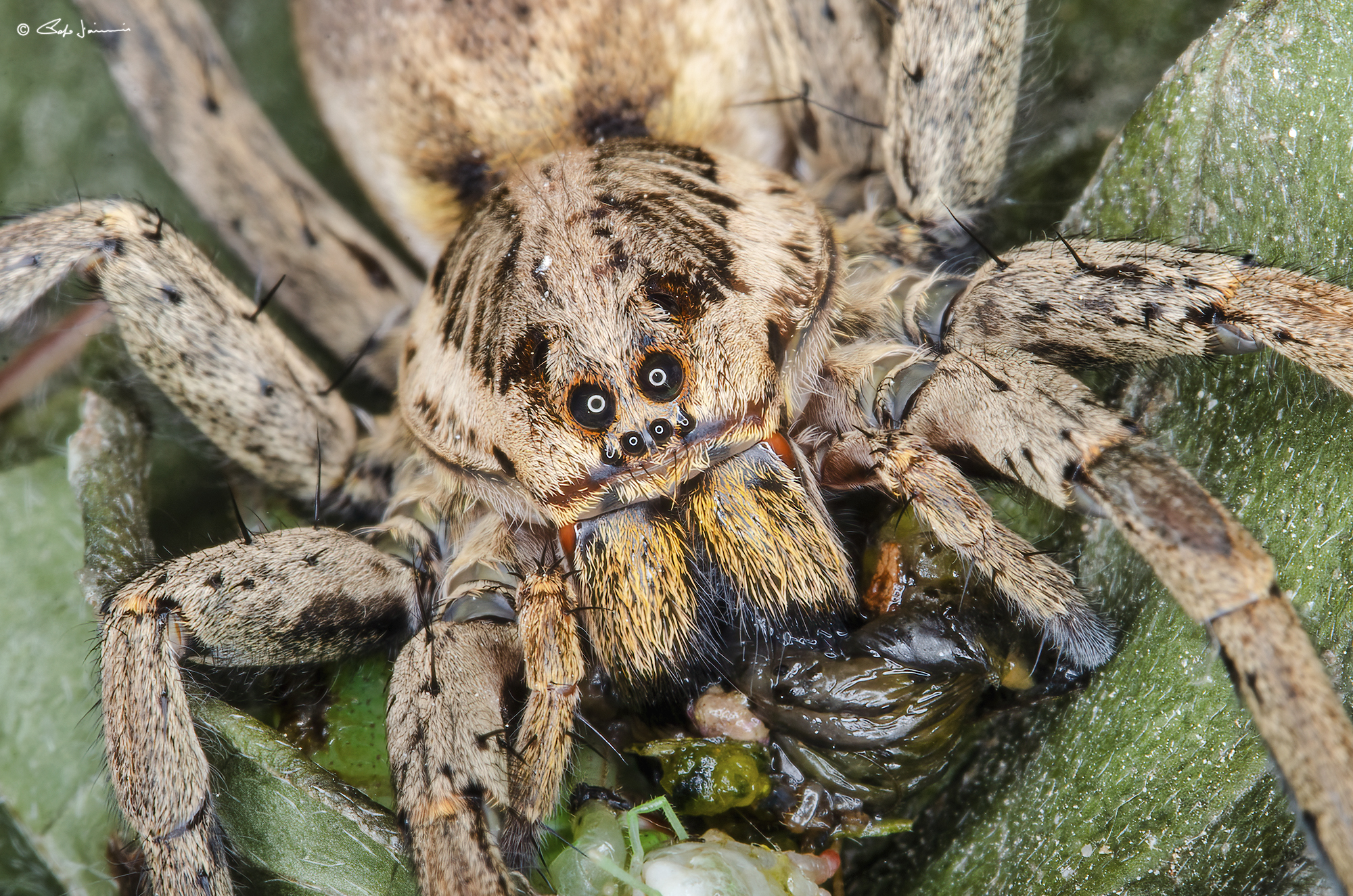 Hogna radiata (falsa tarantola) con pasto