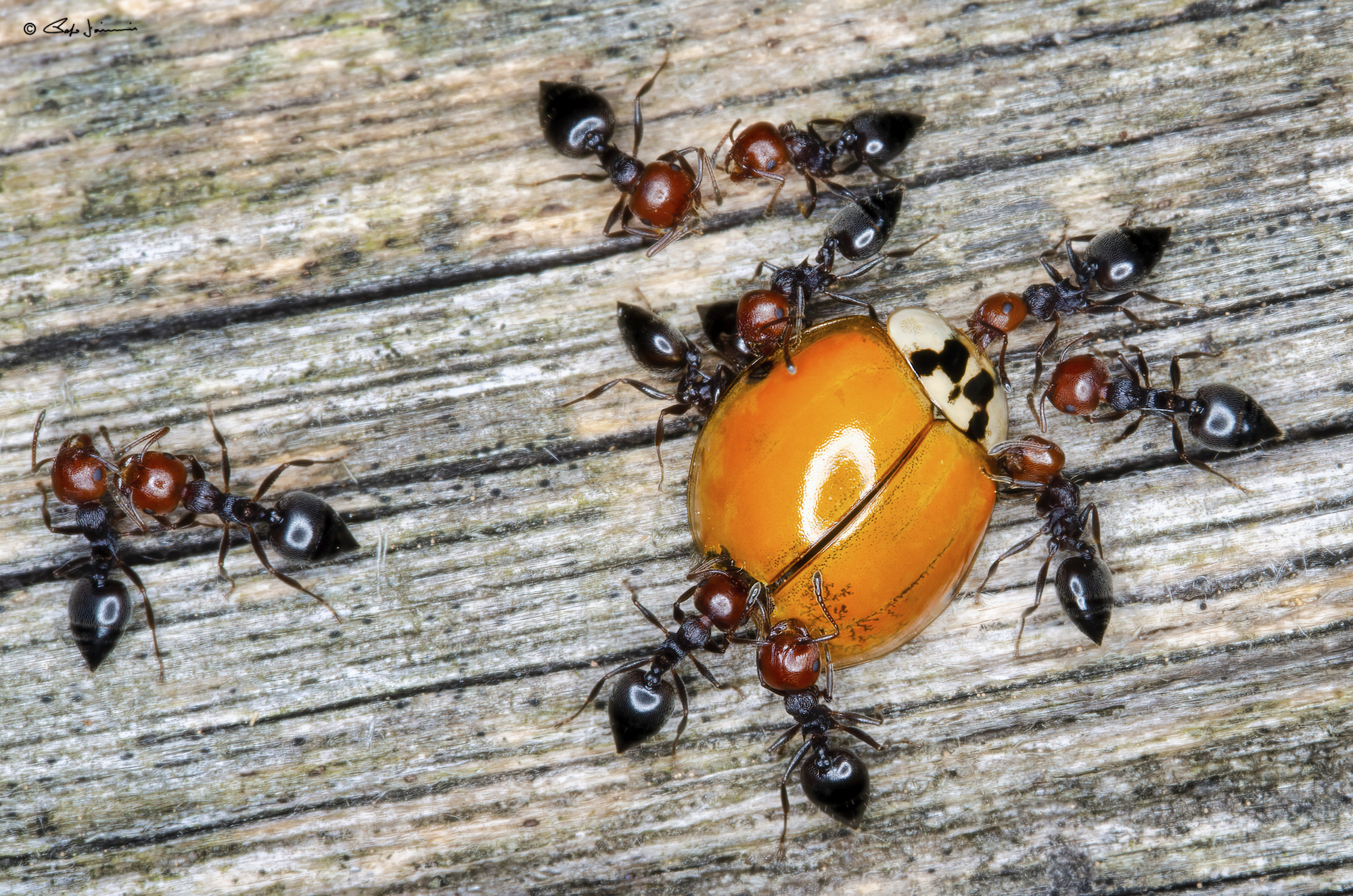 Feroci predatrici di piccoli invertebrati le Crematogas