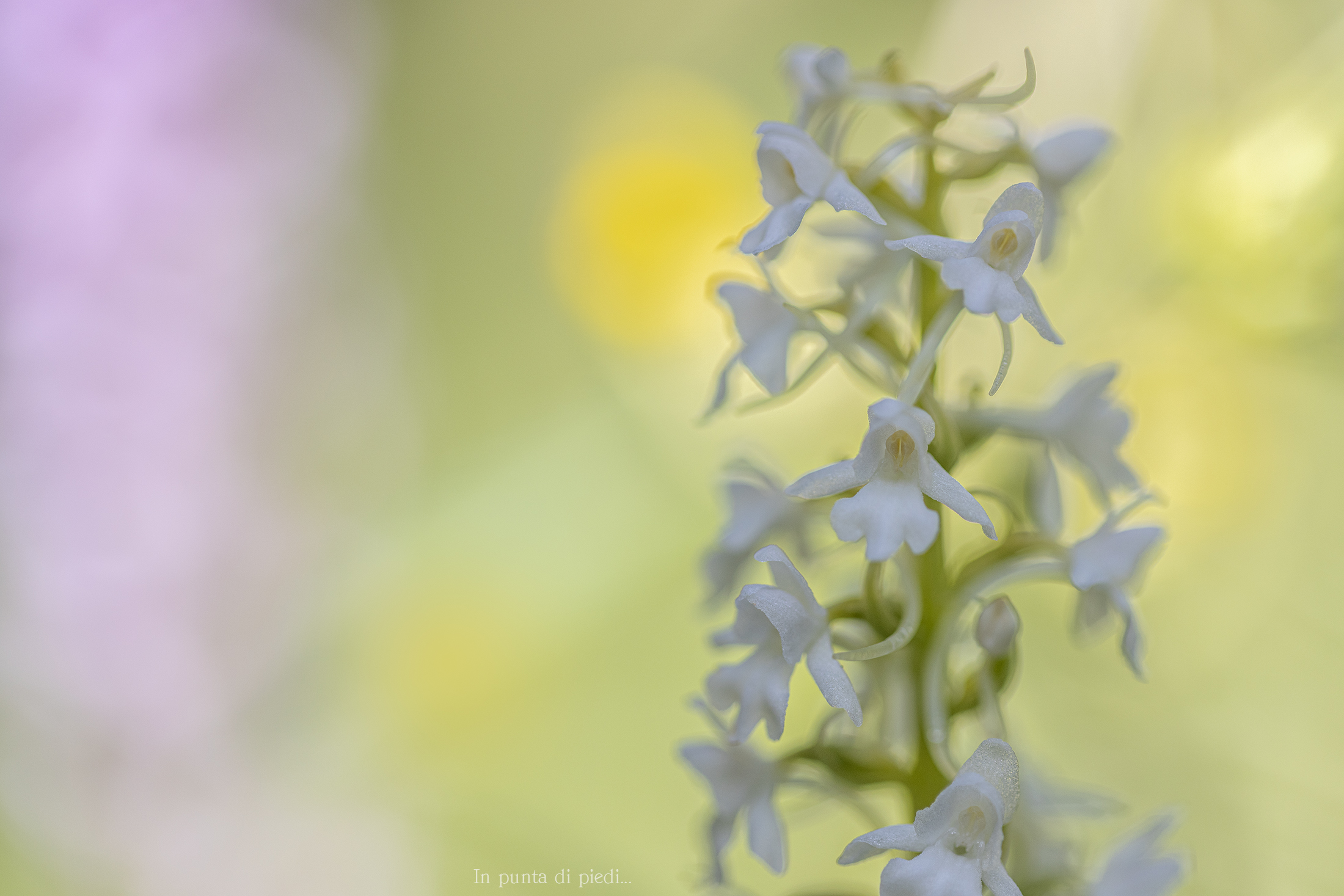 Gymnadenia conopsea (Alba) - rosy hand