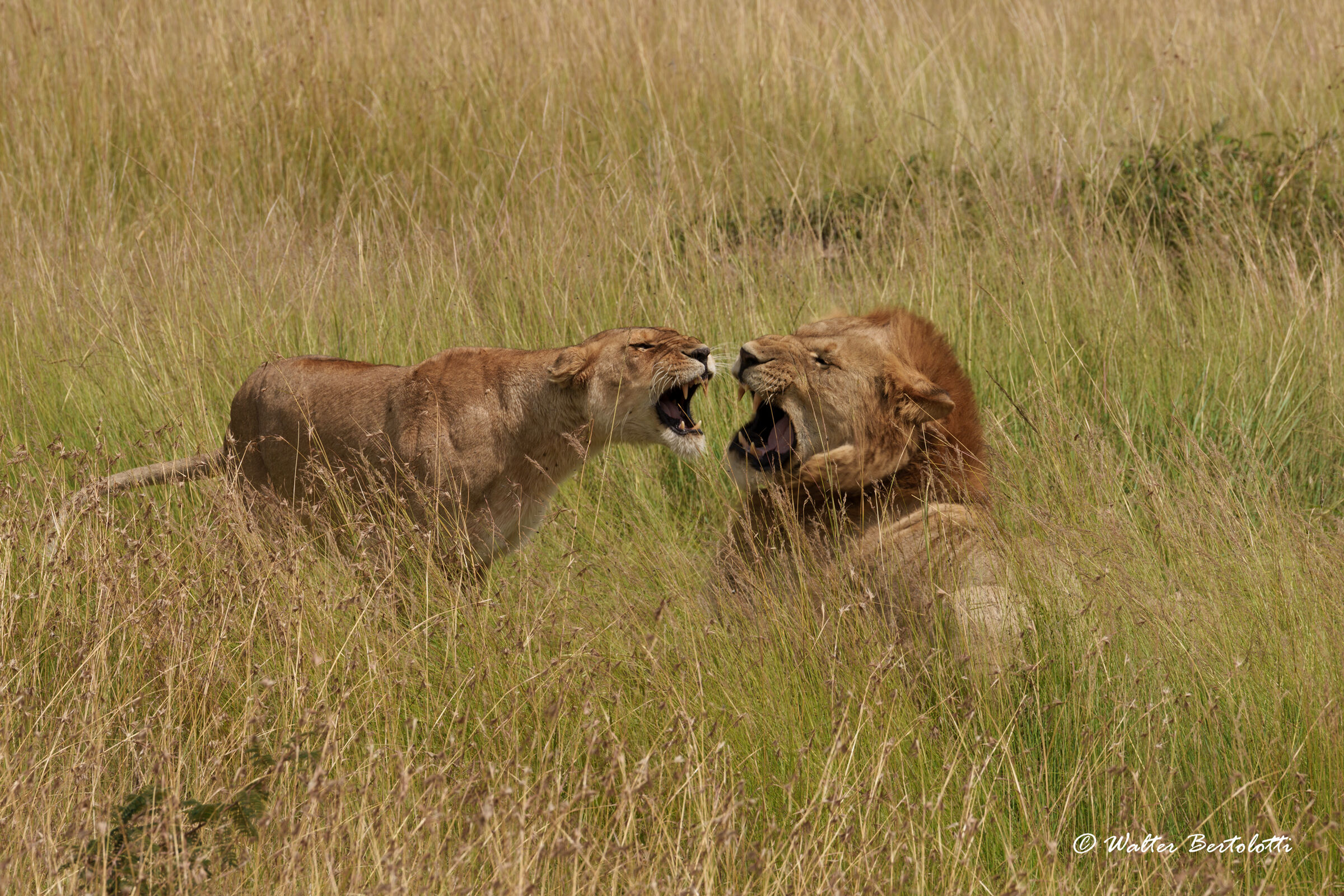 discussioni familiari