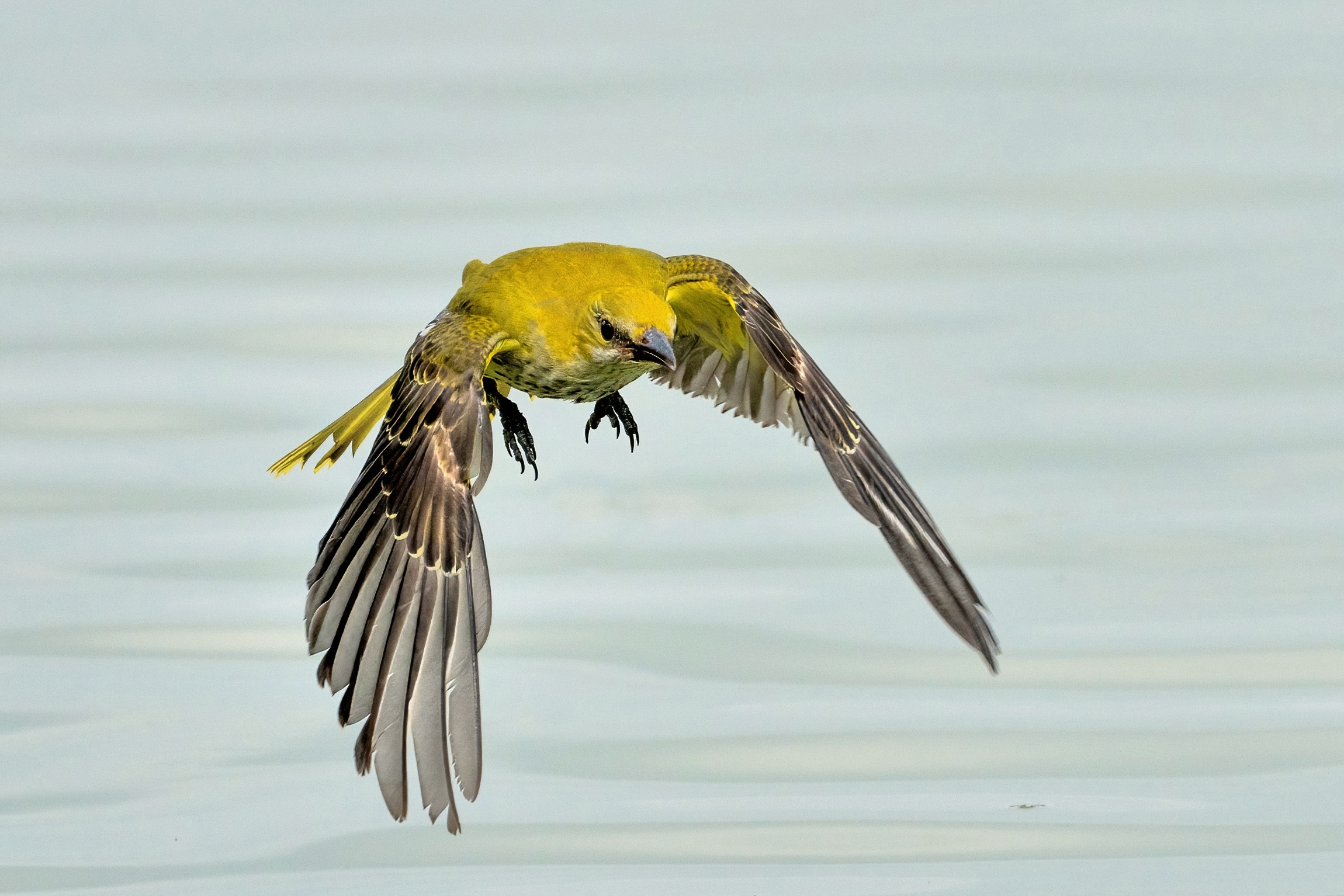 Rigogolo (Oriolus oriolus)