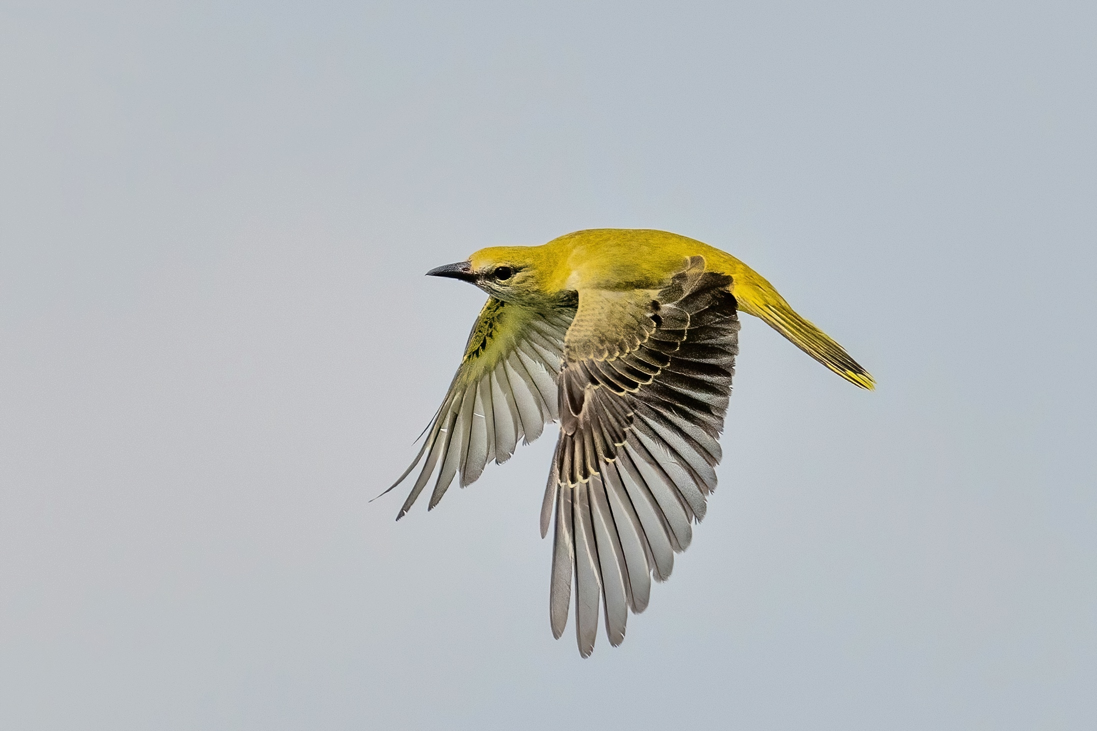 Rigogolo (Oriolus oriolus)