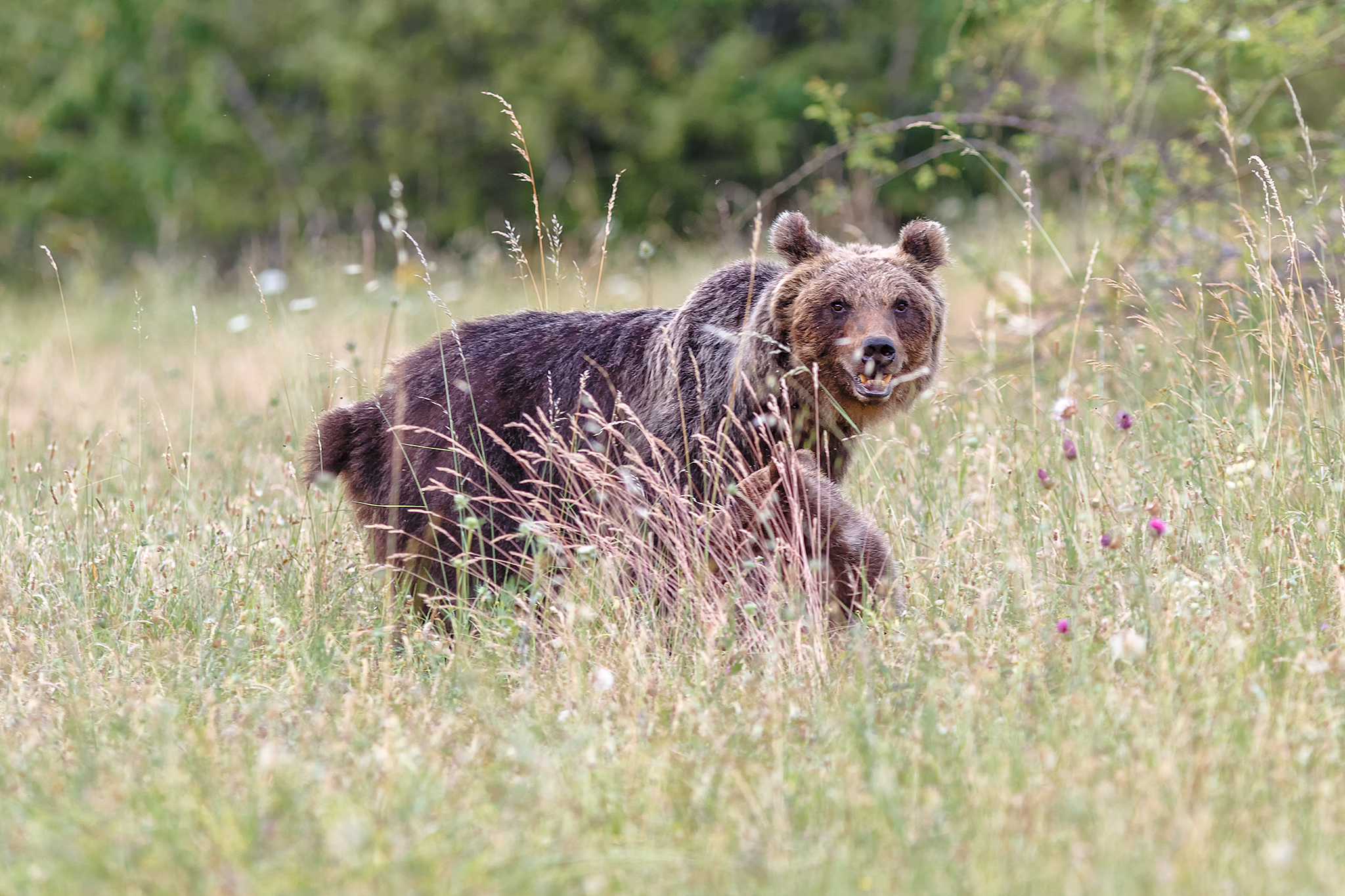 The bear