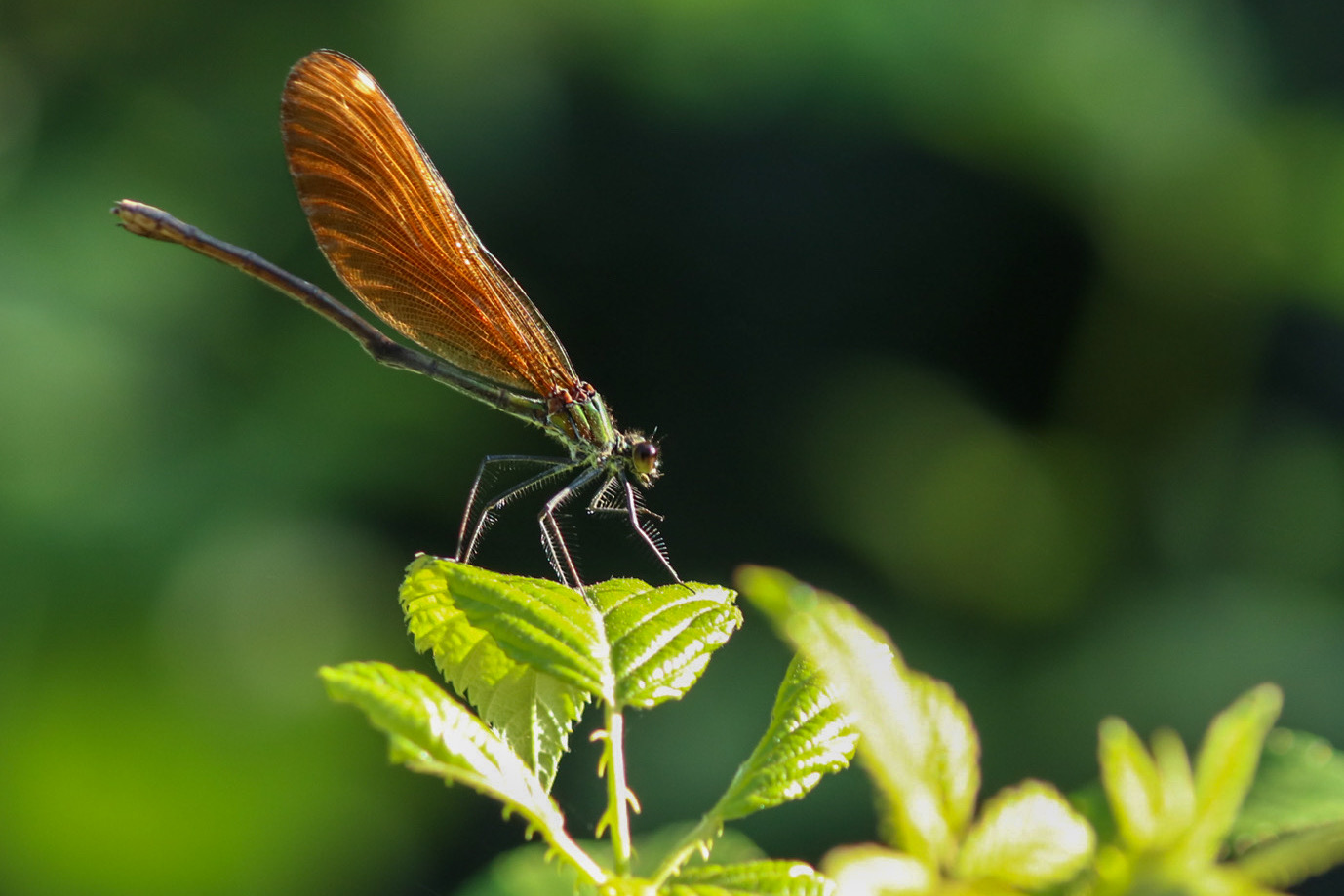 Dragonfly