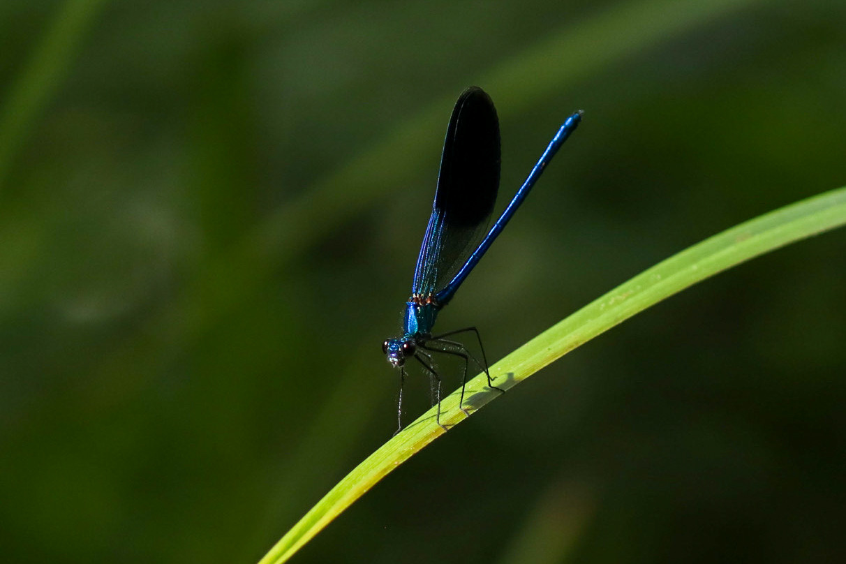 Dragonfly