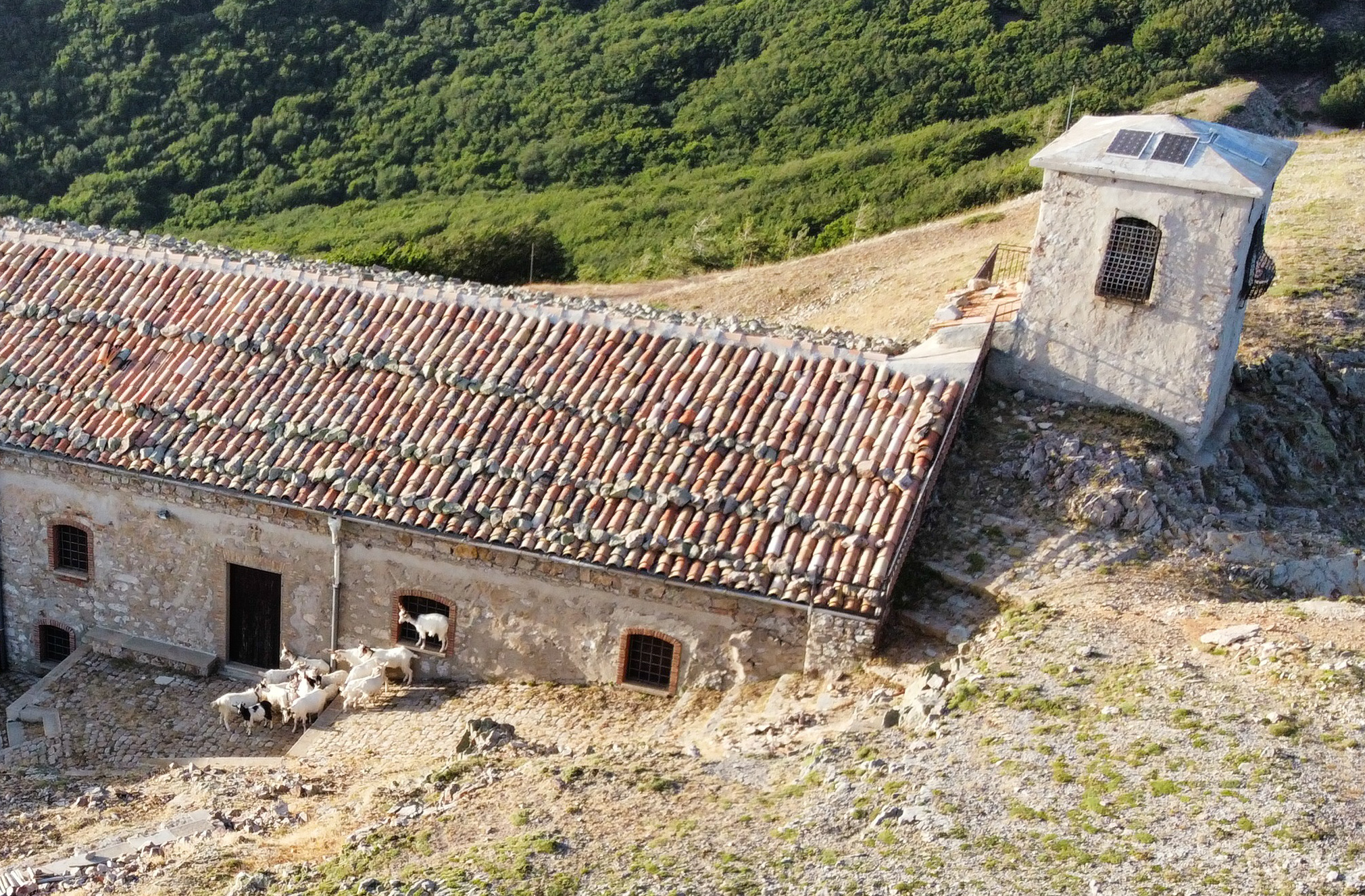 The goats of Monte Alto