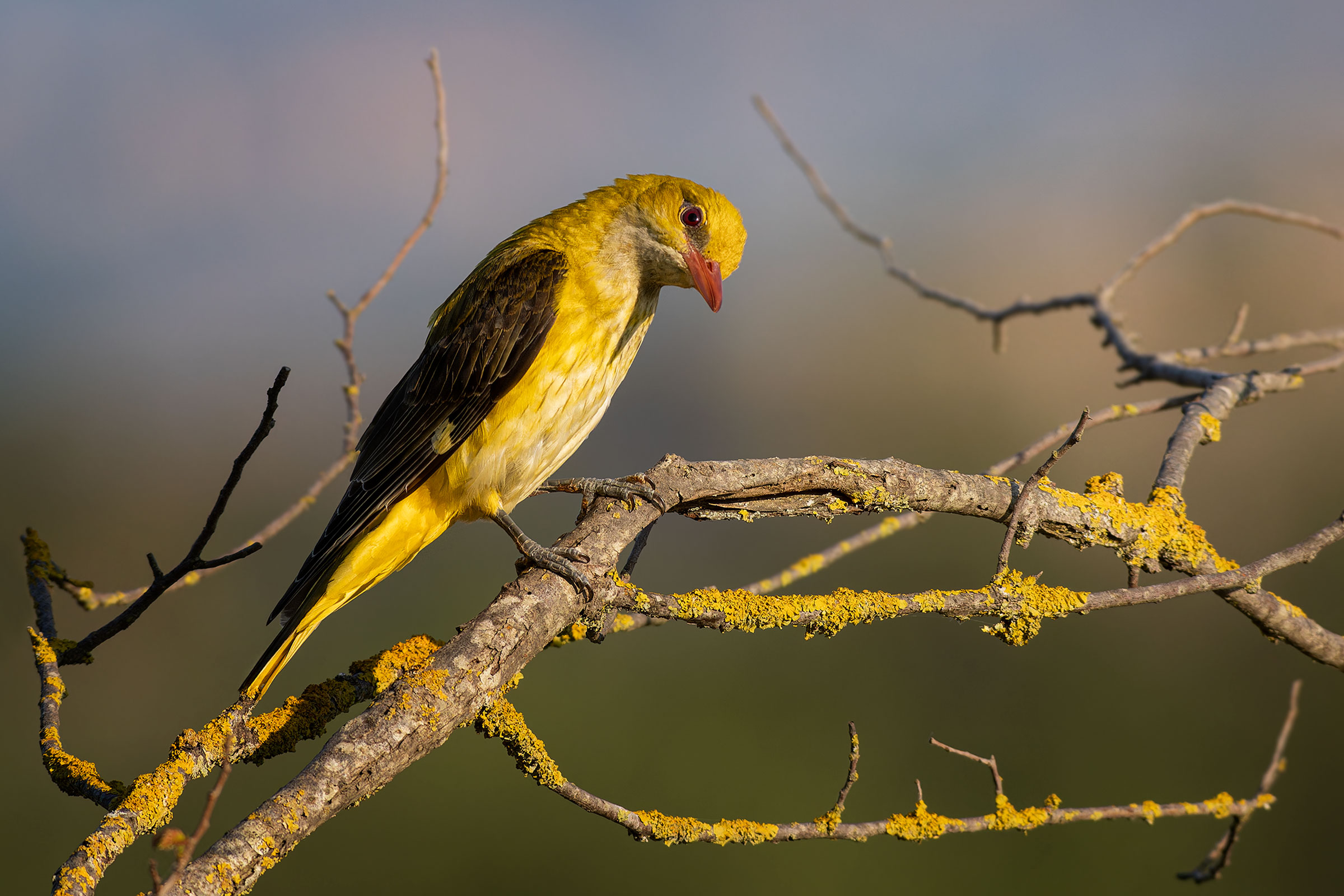 The yellow oriole