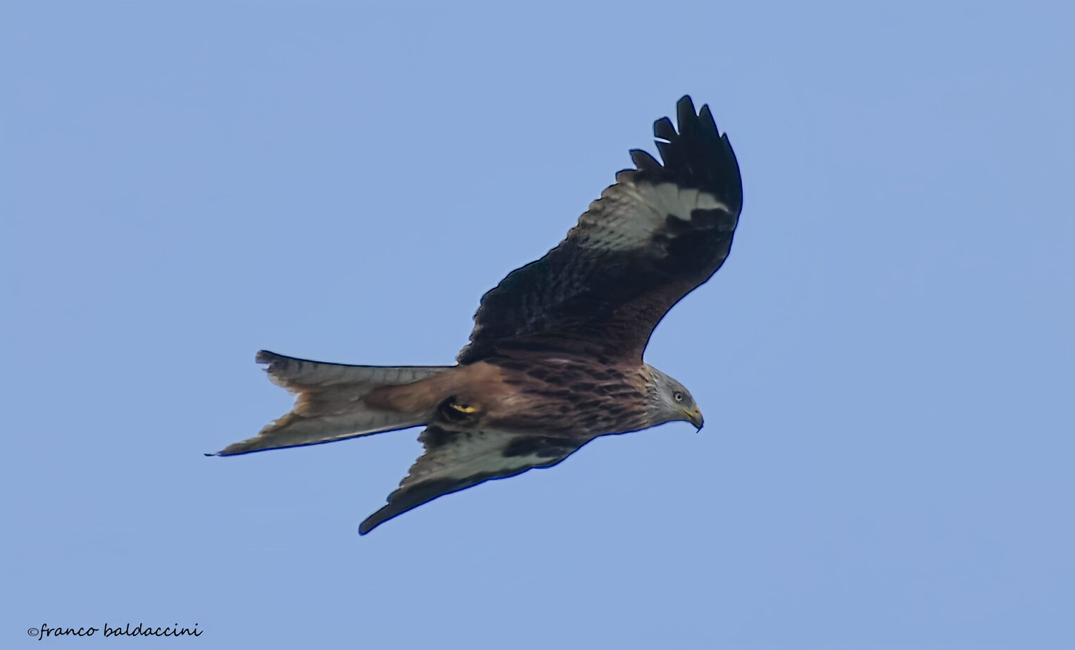 Red kite.