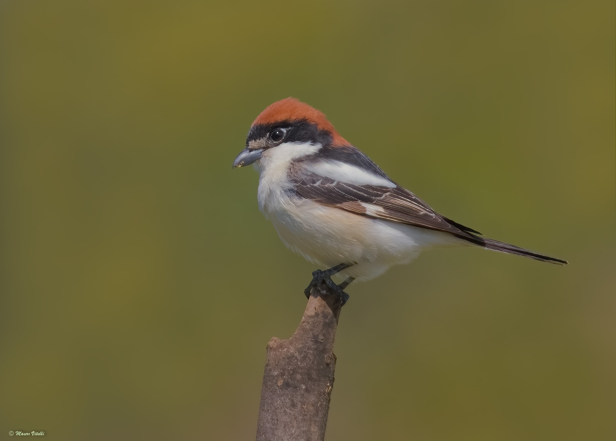 Red-headed Shrike (Lanius senator)