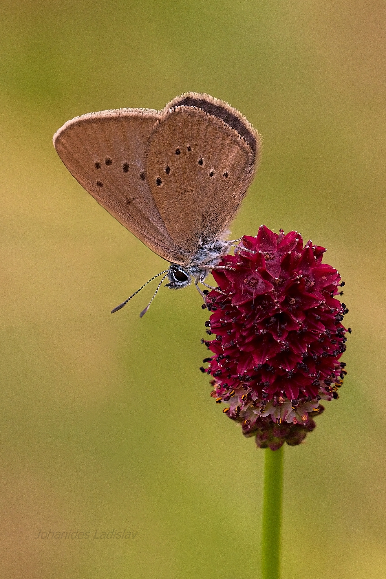 Maculinea nausithous