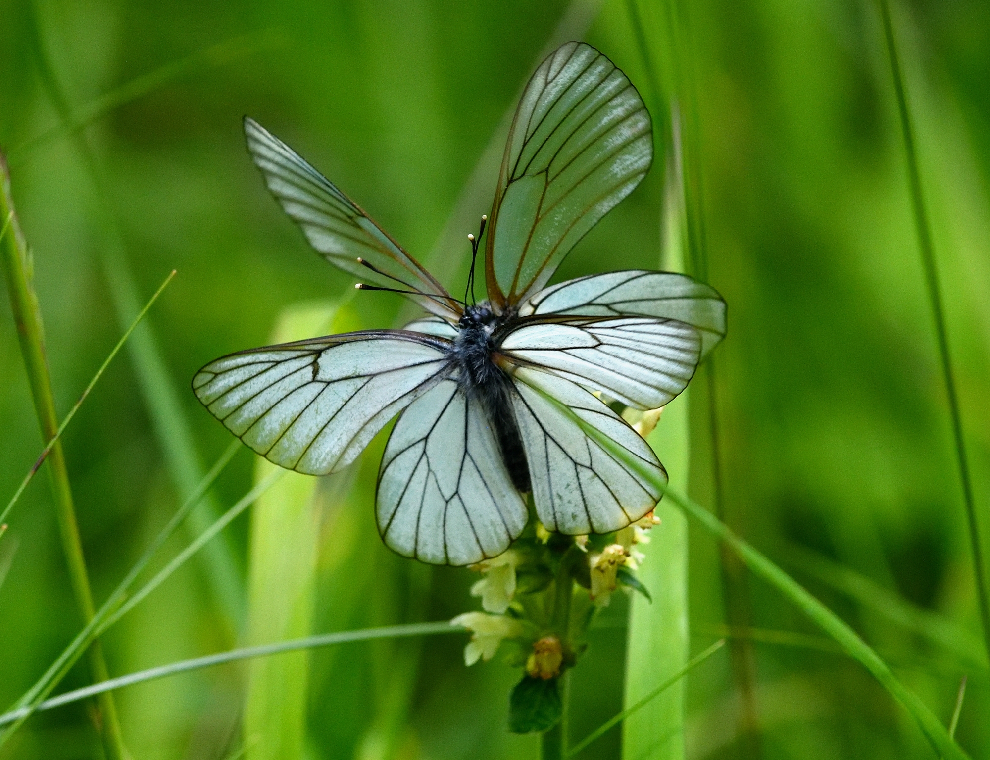 Aporia Crataegi in love...