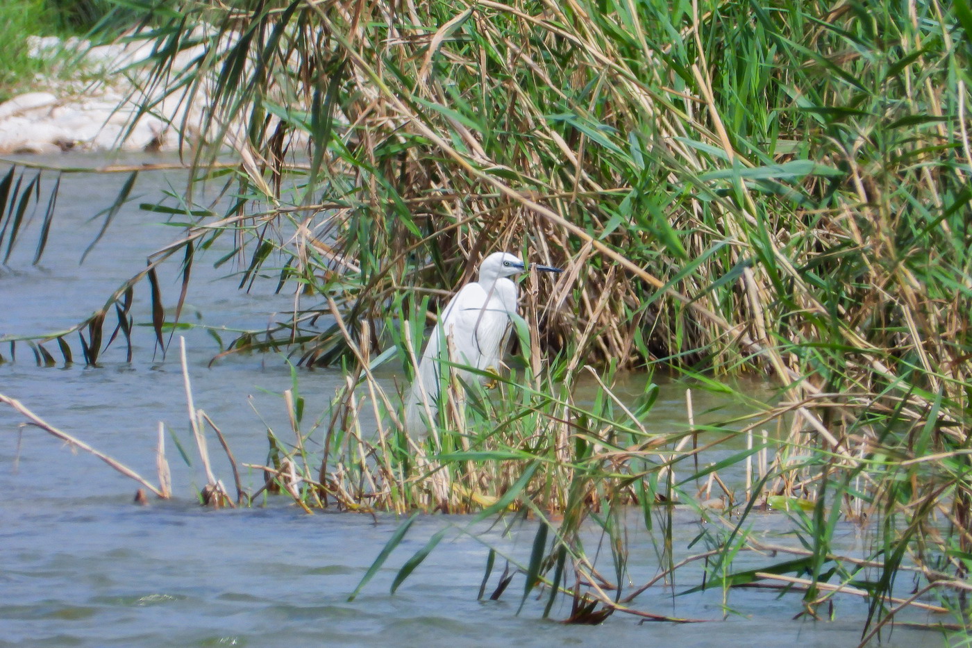 Egretta egret
