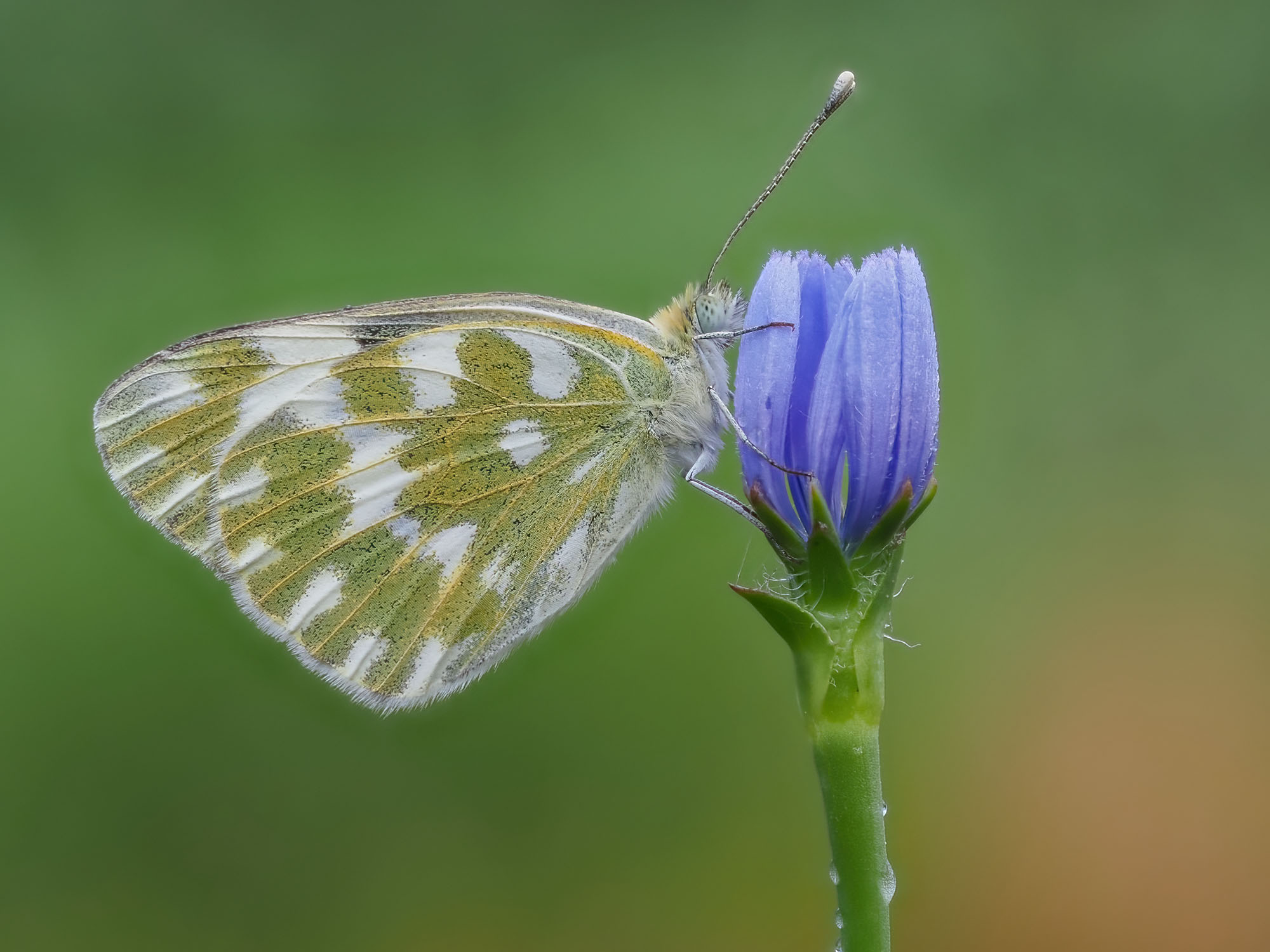 Pontia edusa