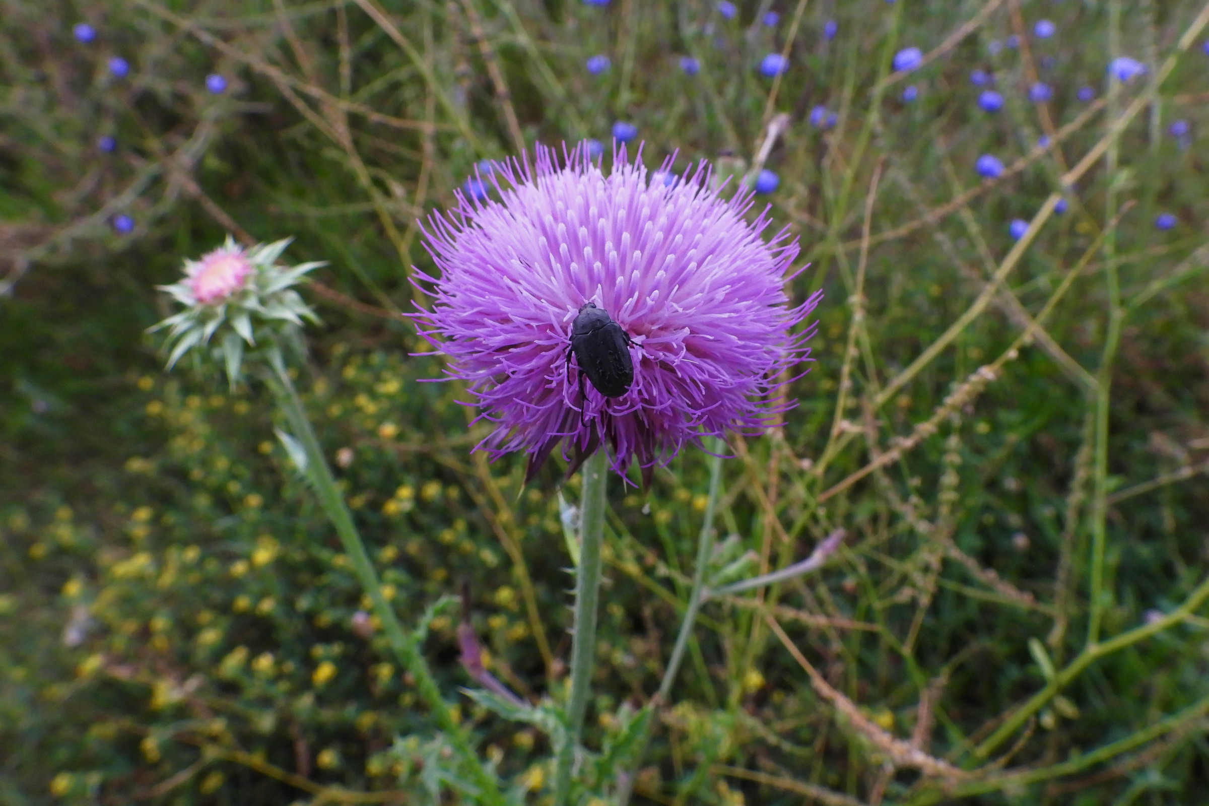 Close-up Wide Angle with Coolpix p1000 (6)