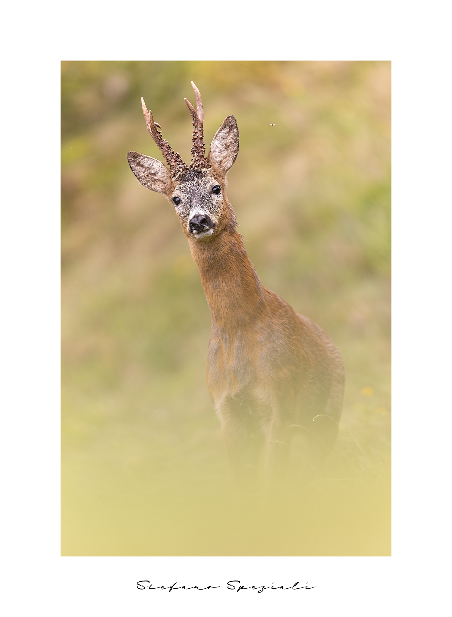 Capriolo - Capreolus capreolus