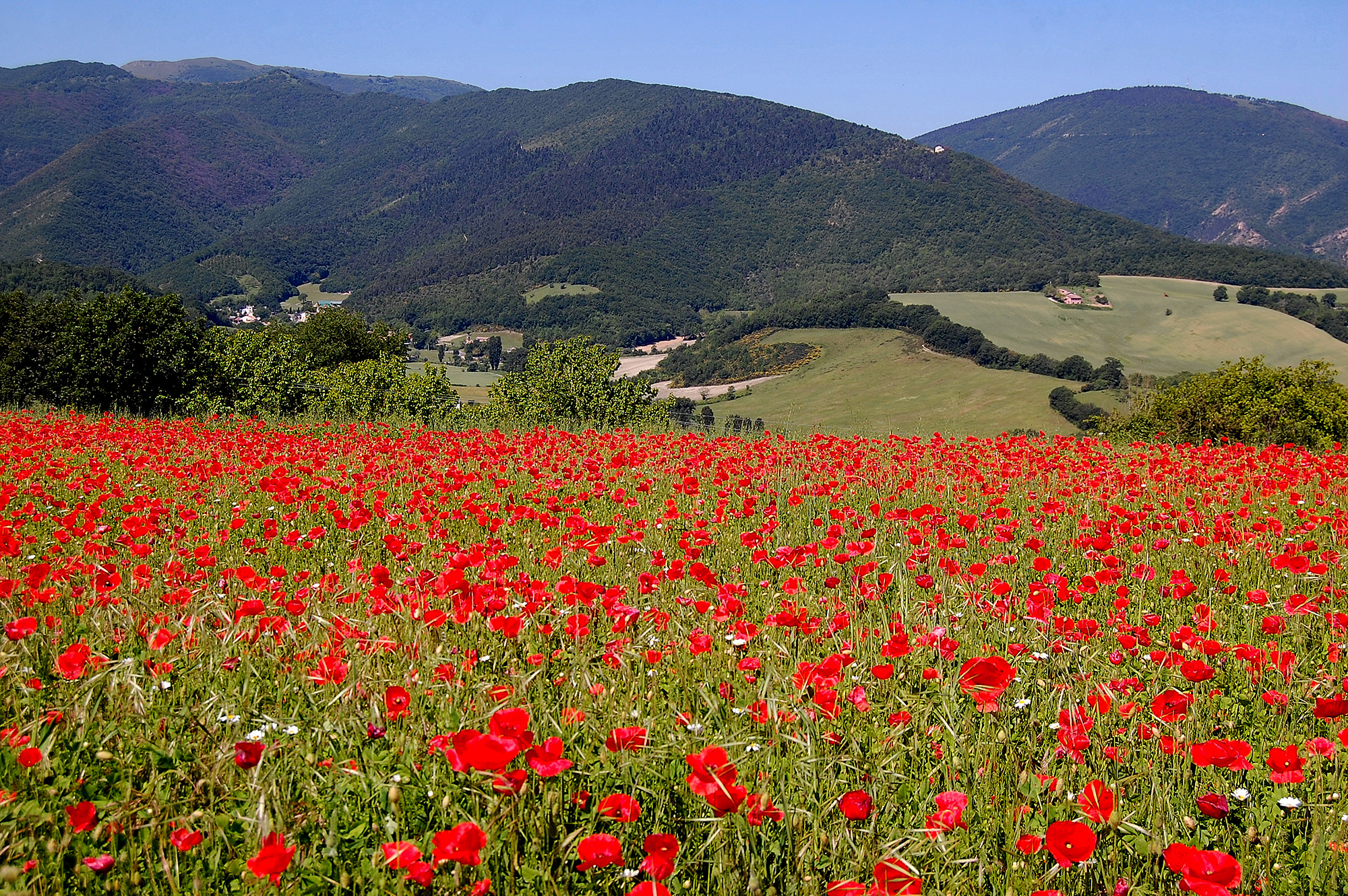 Along the road to Castelluccio