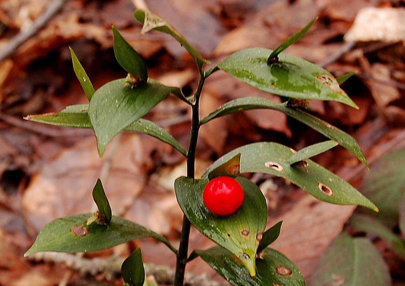Butcher's broom: a vague feeling of cool weather
