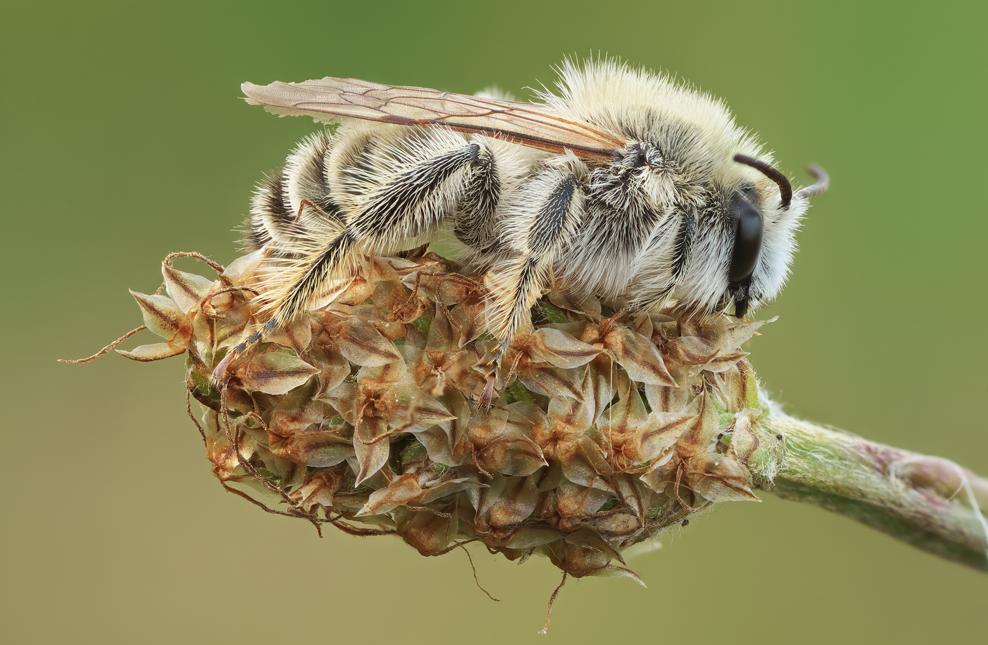 Dasypoda hirtipes