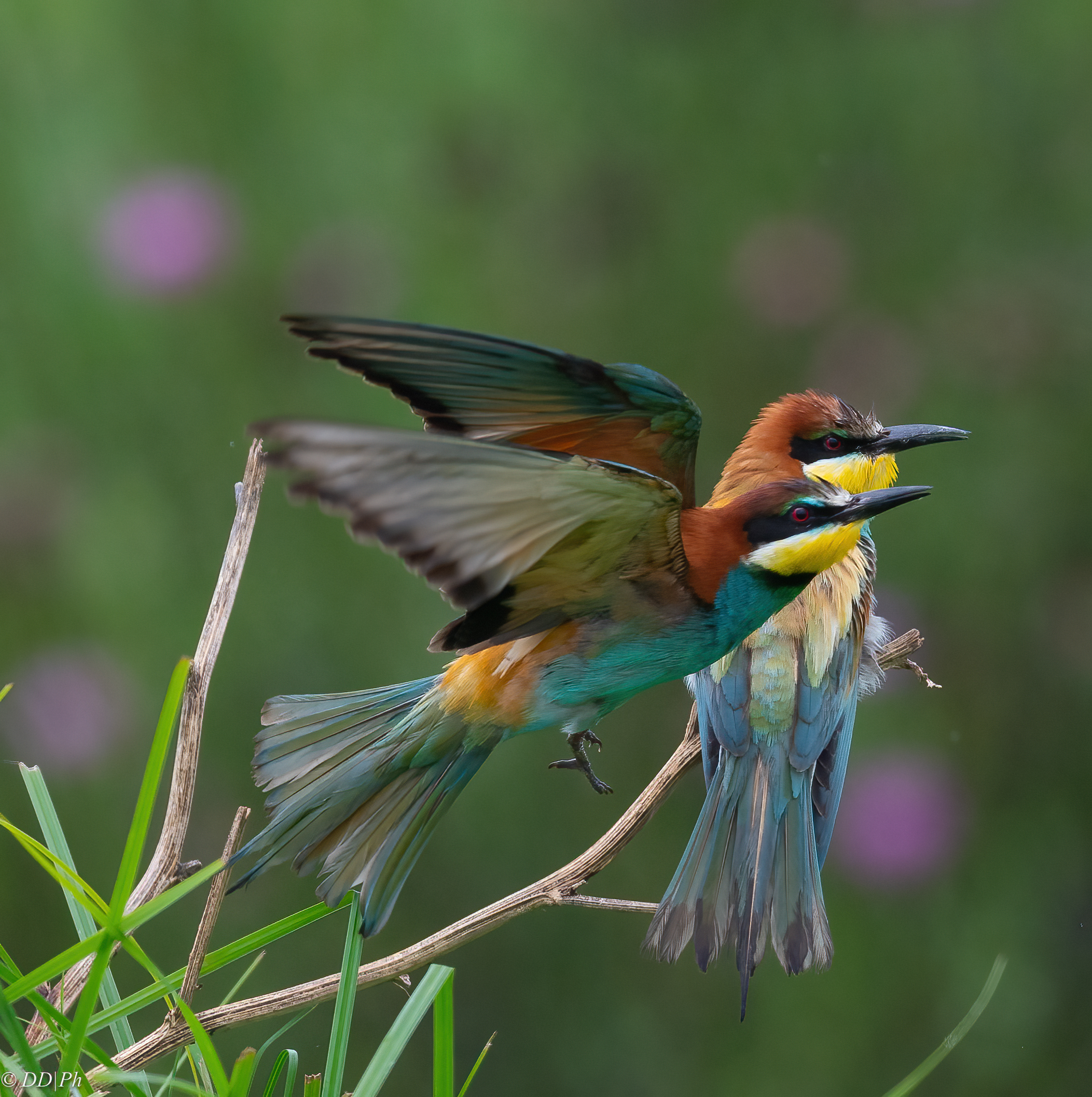 Bee-eaters