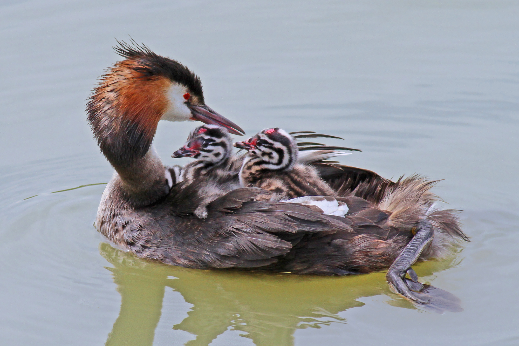 grebe with offspring