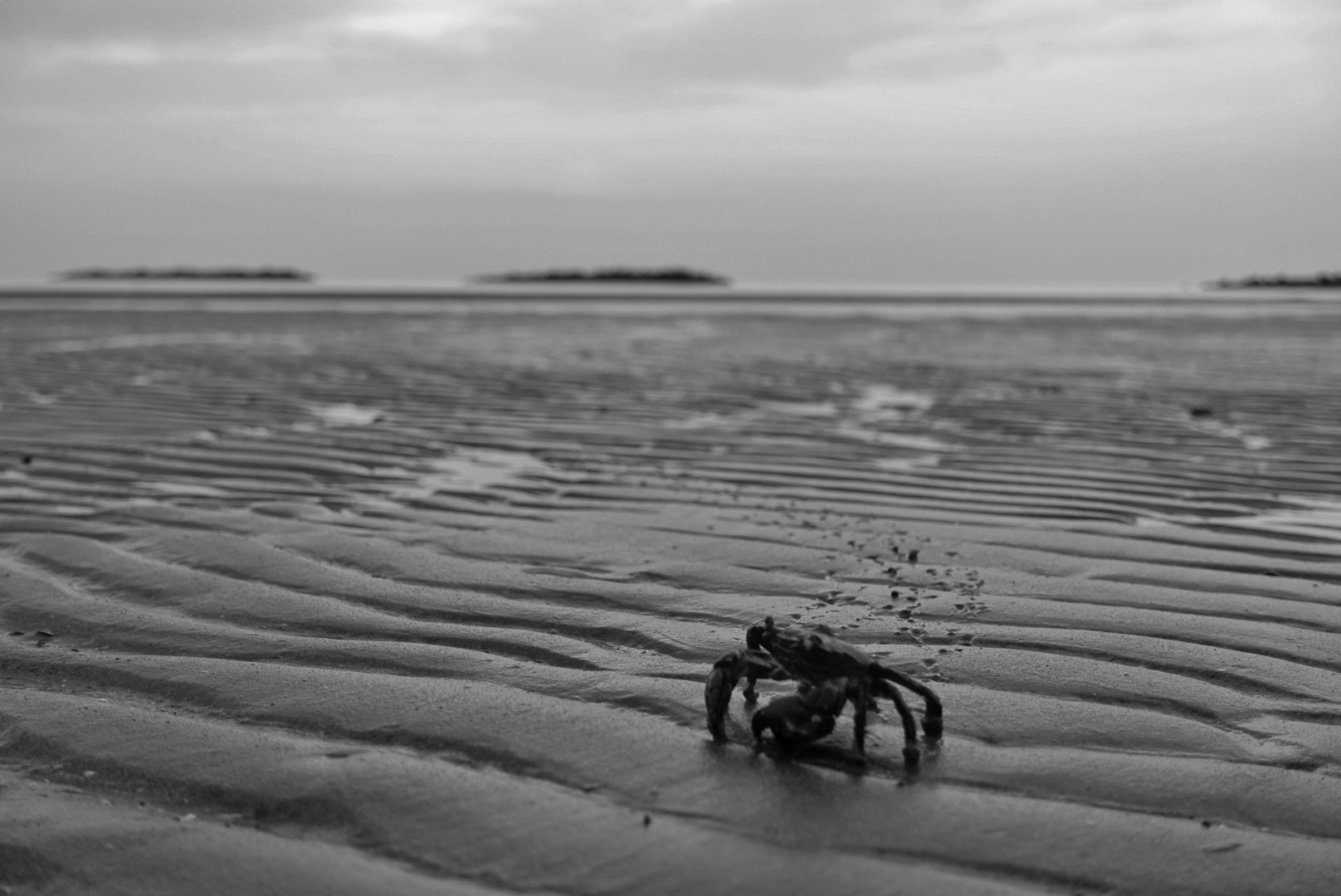 Crab