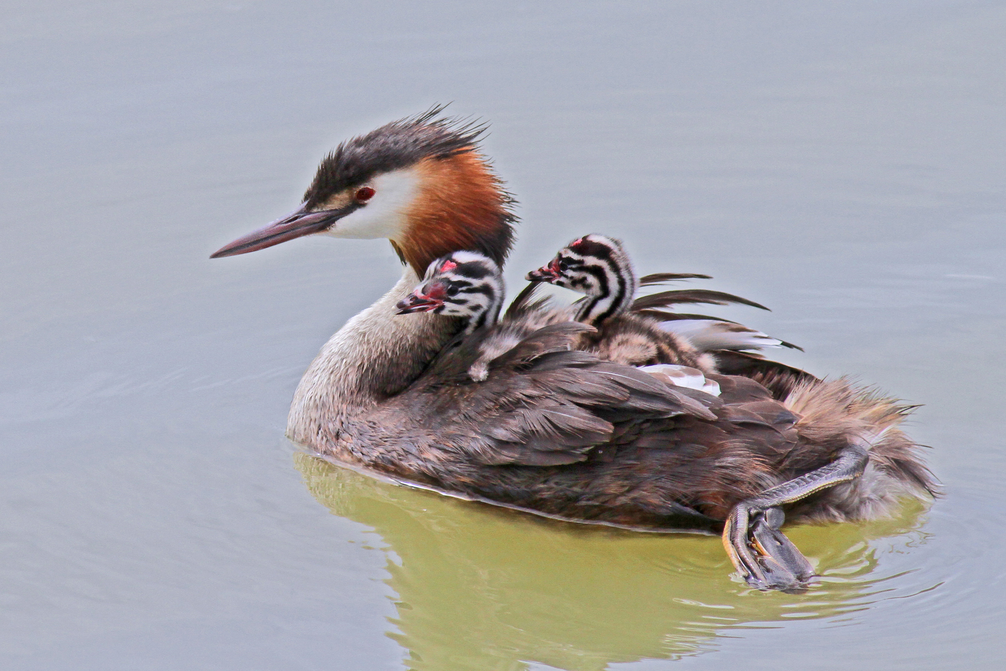grebe with offspring