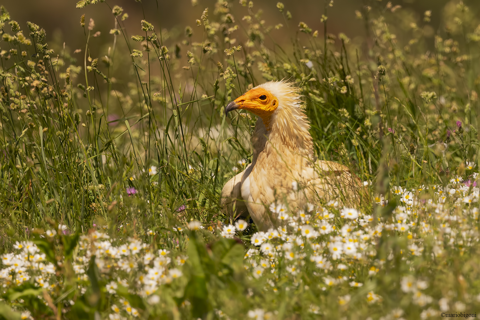 White scavenger vulture