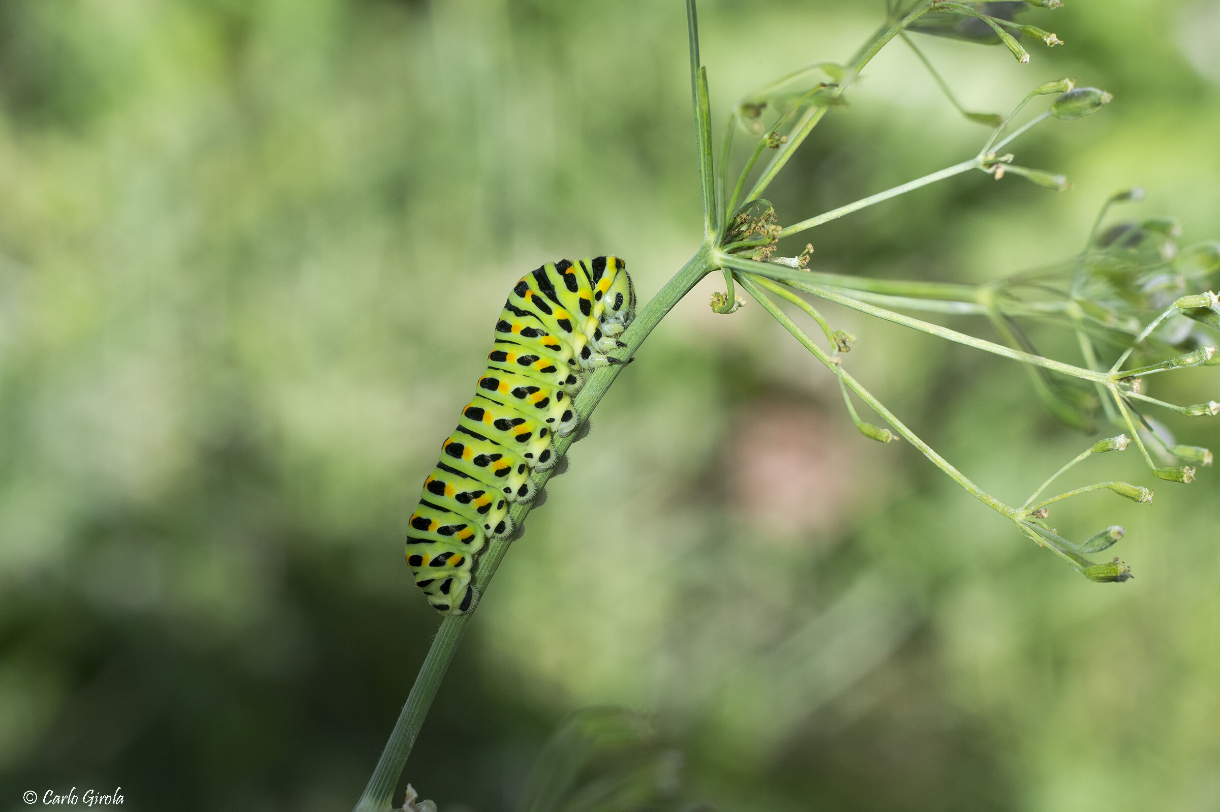 Bruco di Macaone (Papilio machaon)
