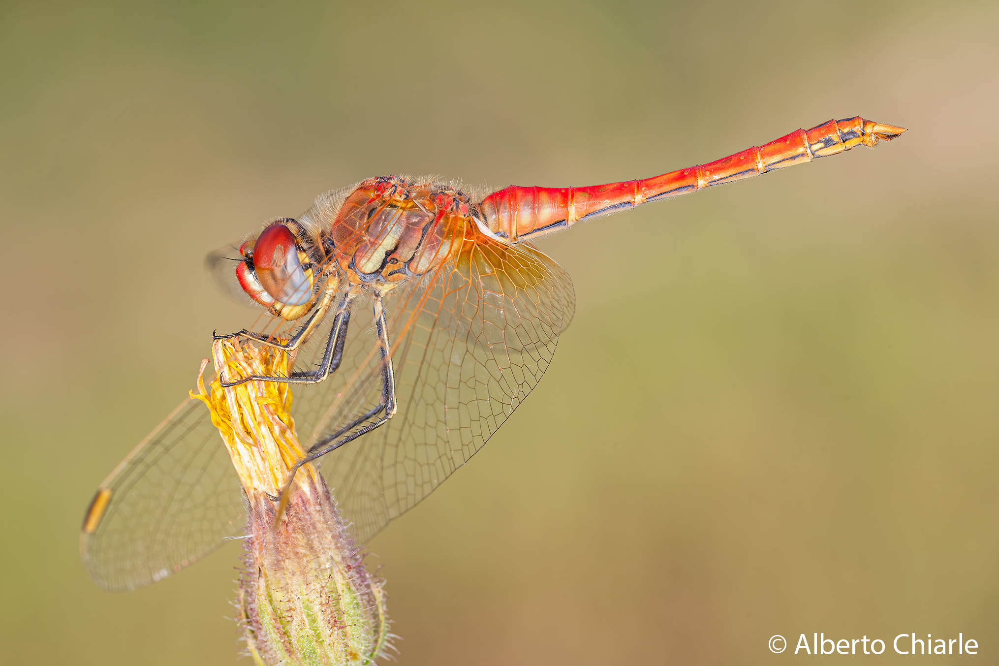 Sympetrum fonscolombii