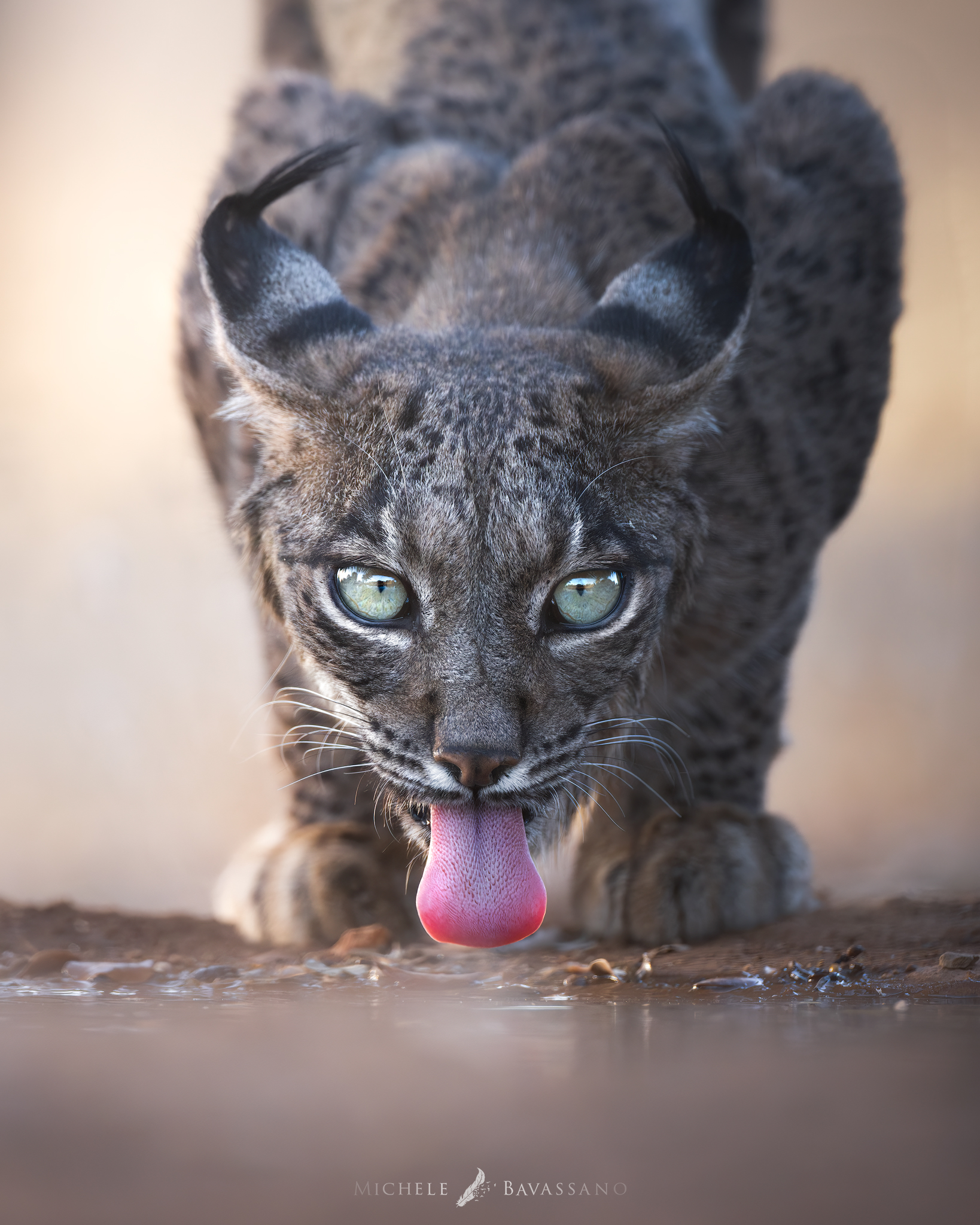 encounter on the water hole
