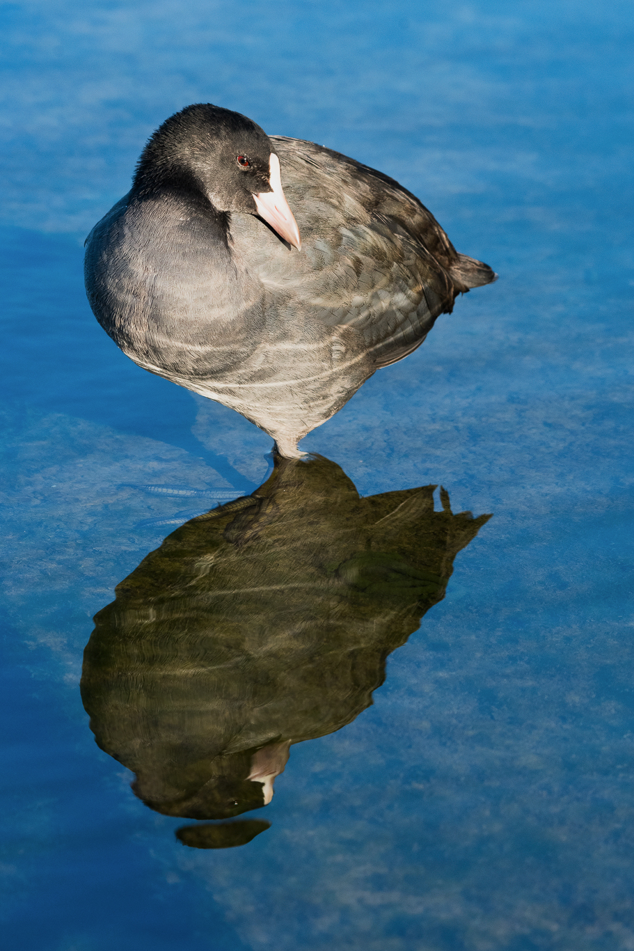 Folaga riflessa.