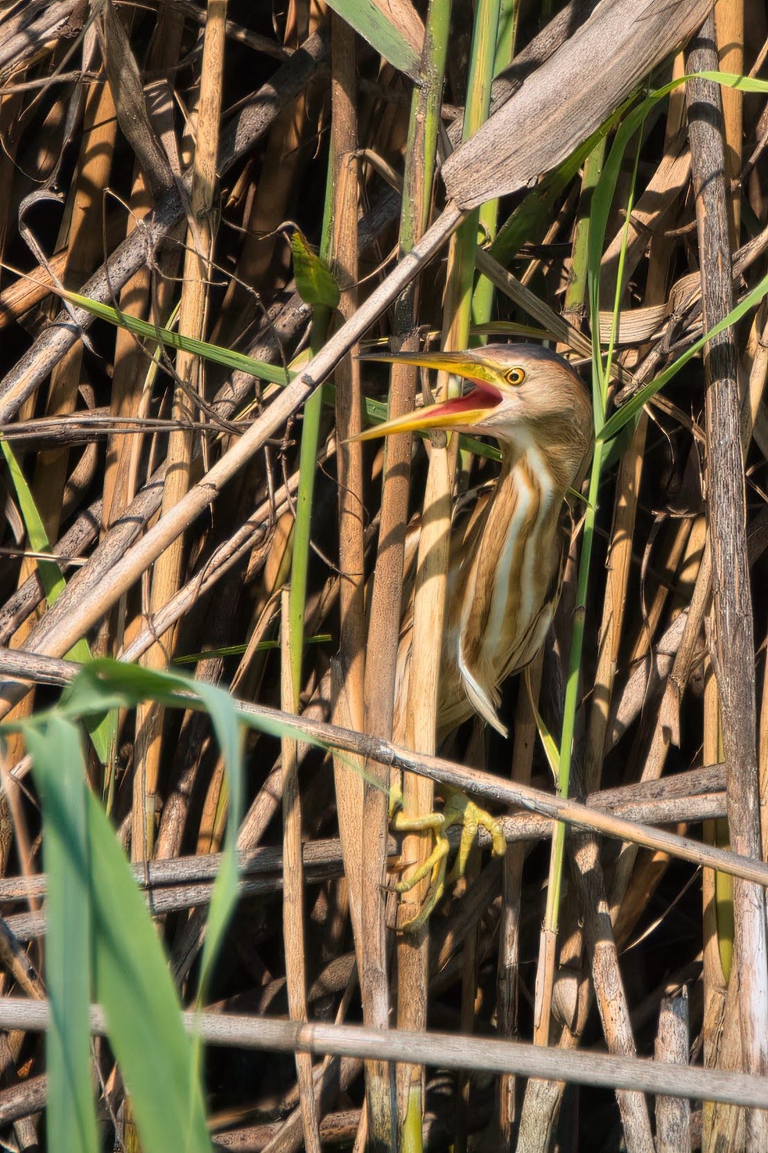 Bittern juv
