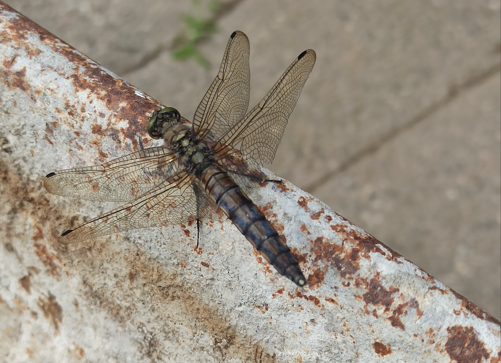 Dragonfly