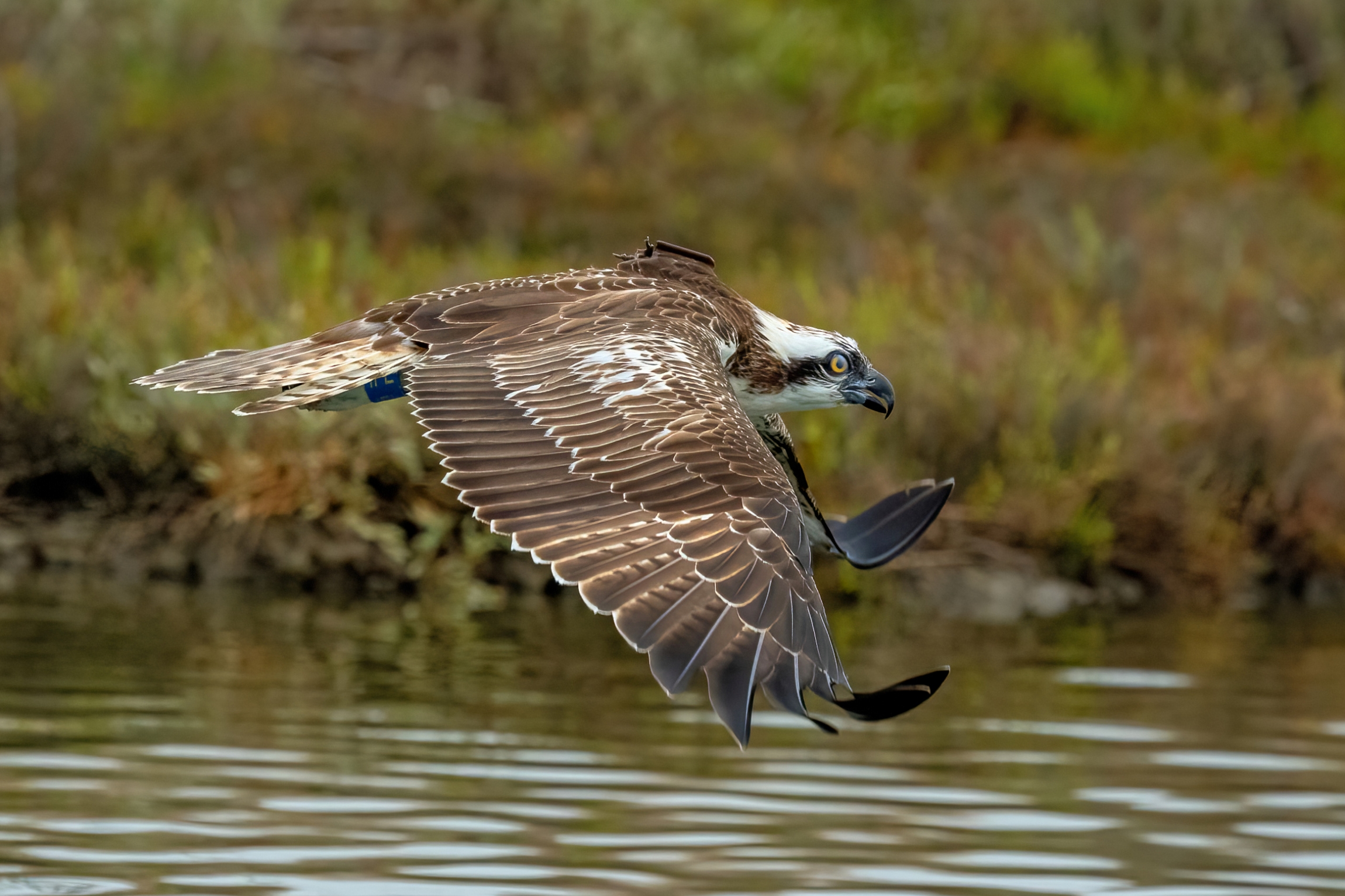 Falco pescatore (Pandion haliaetus)