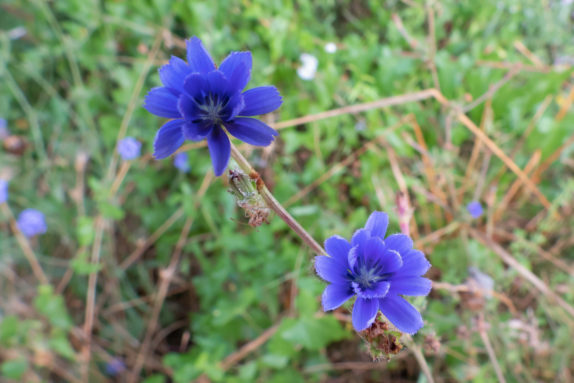 Close-up set with Coolpix p1000 (7)