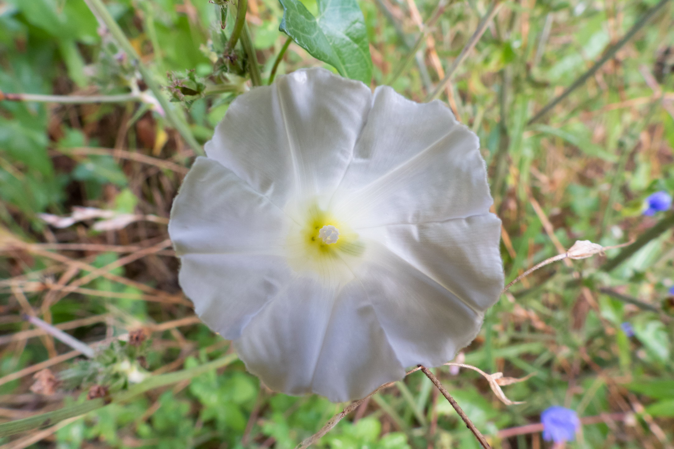 Close-up set with Coolpix p1000 (8)