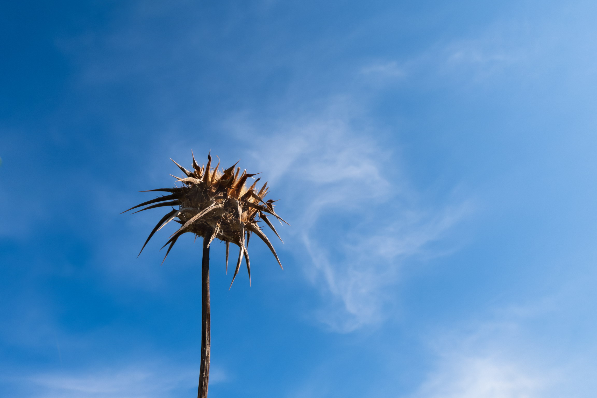 Close-up set with Coolpix p1000 (9)