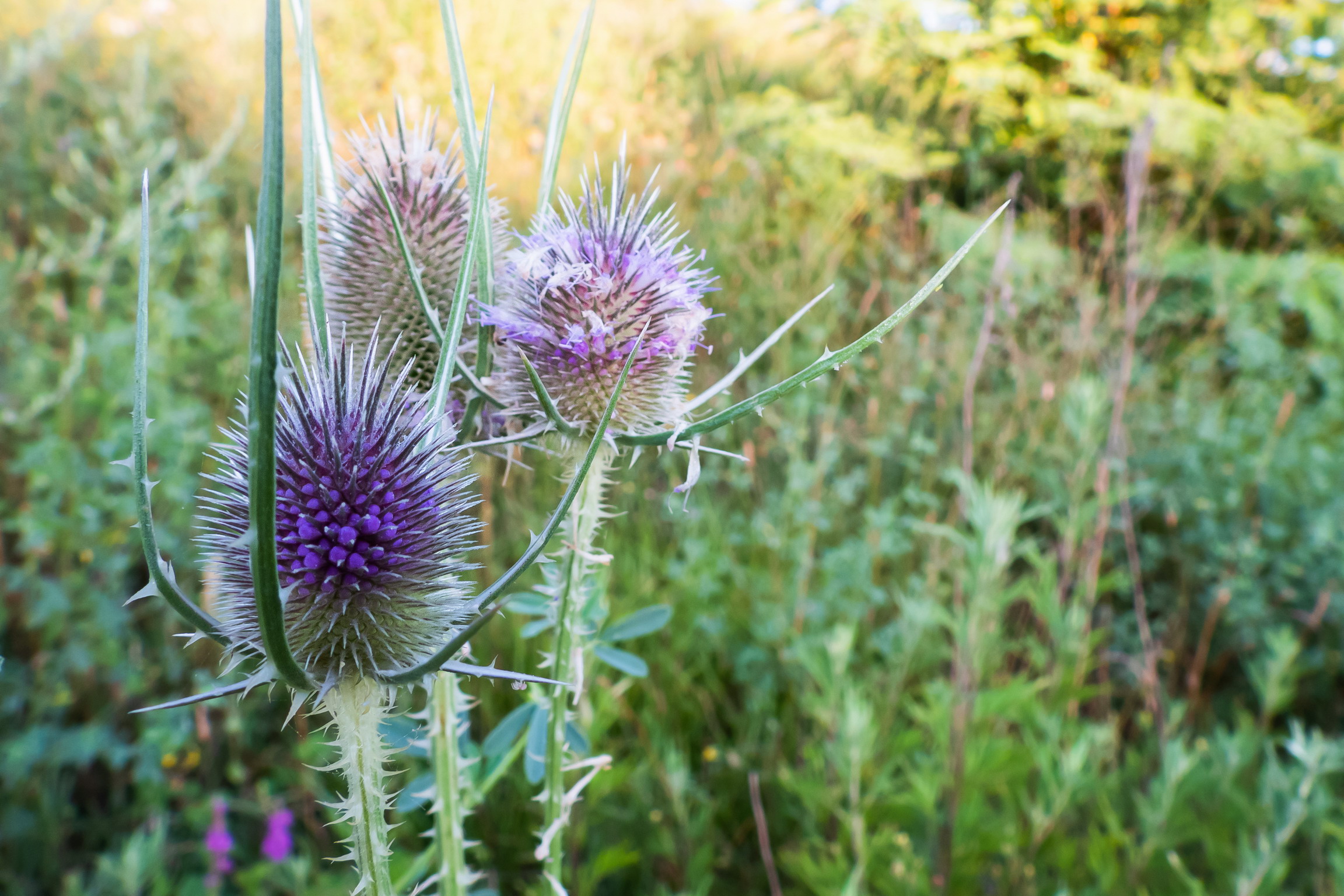 Close-up set with Coolpix p1000 (10)